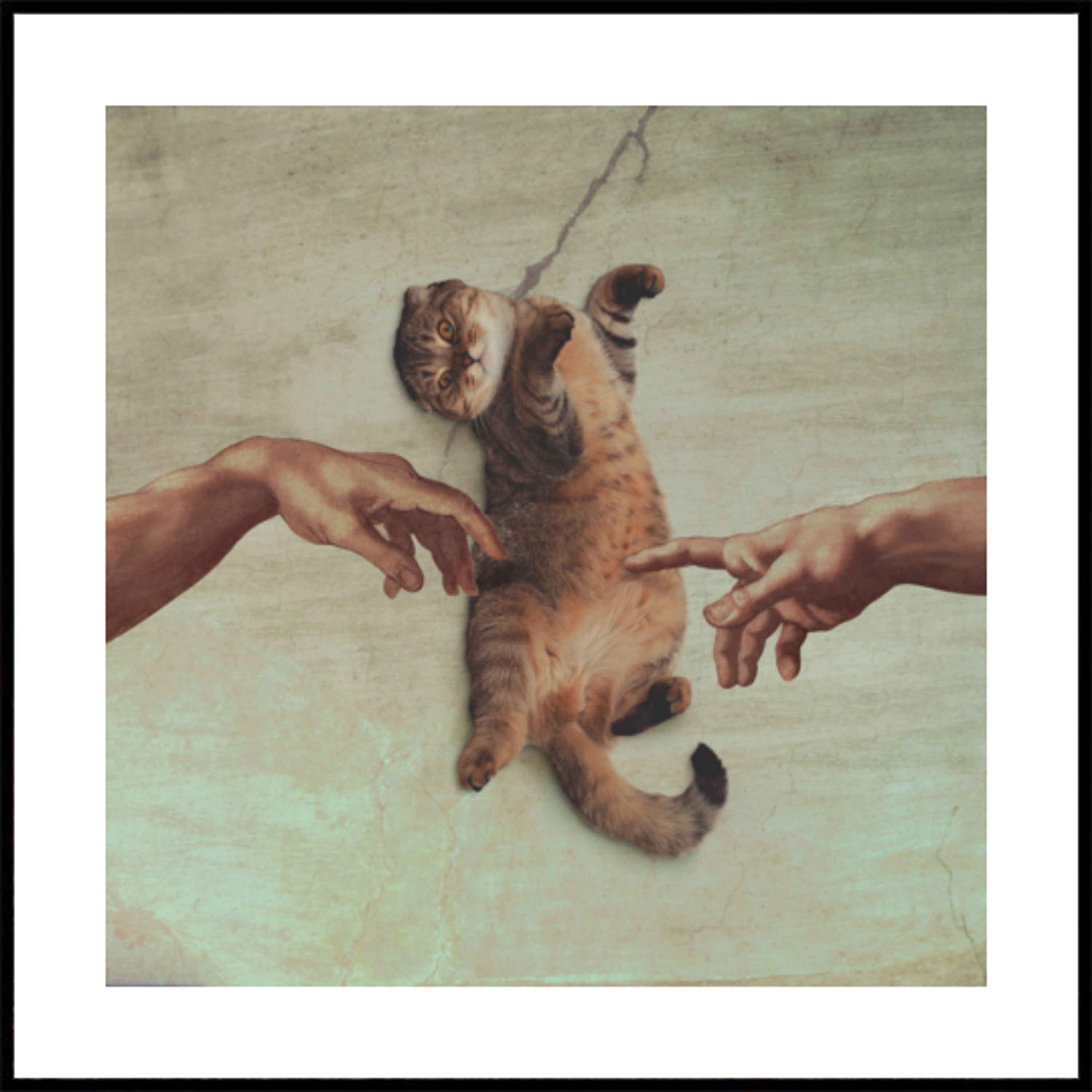 La création du chat