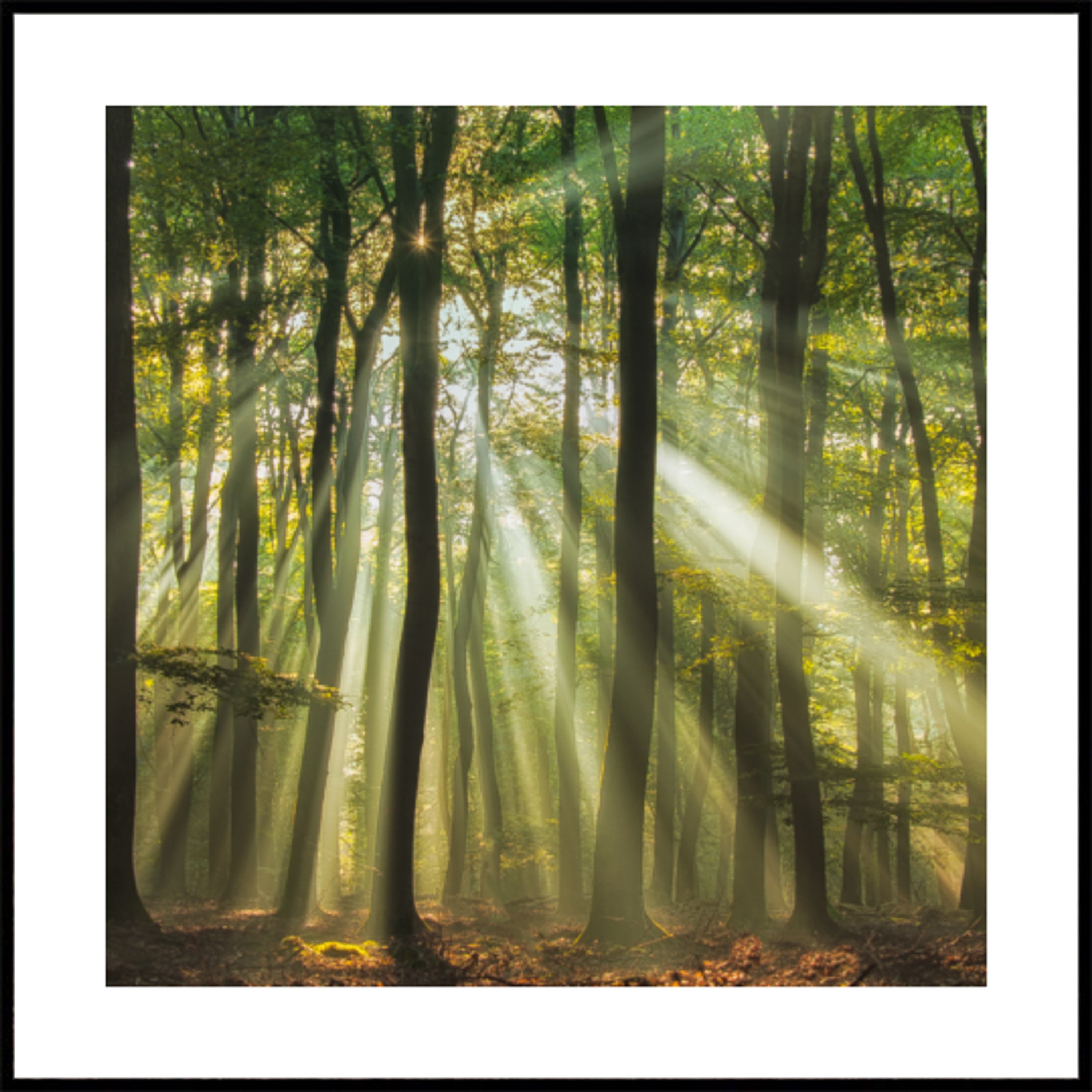 Forêt ensoleillée du matin brumeux
