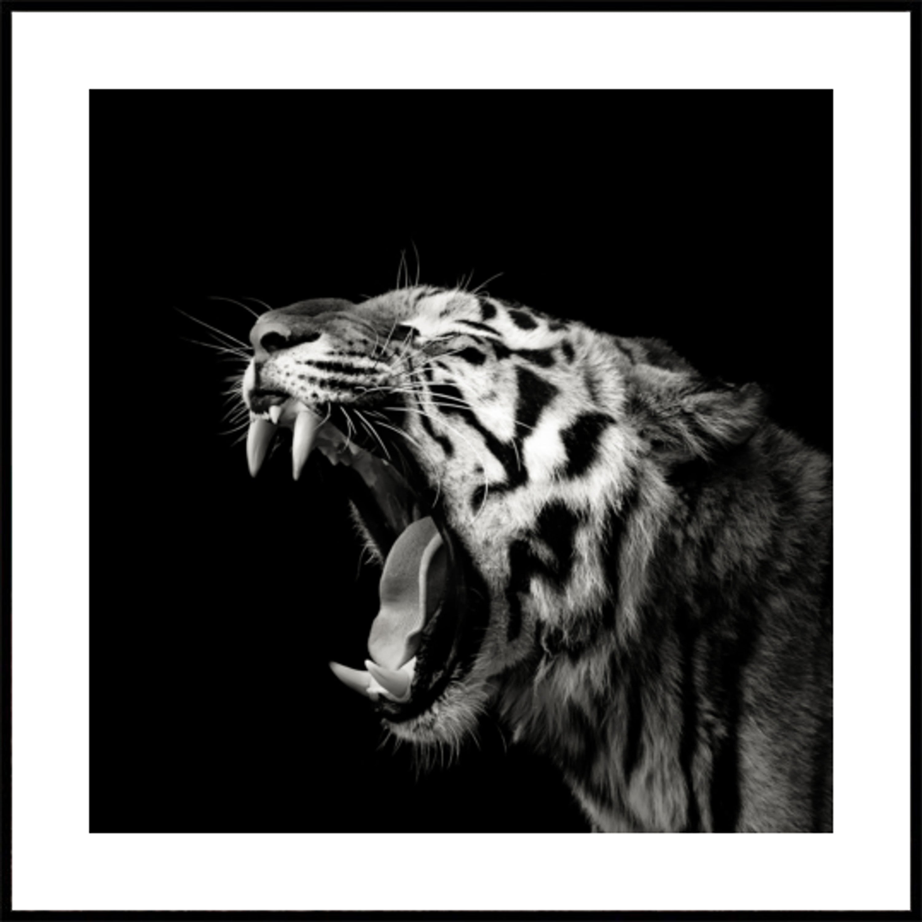 Portrait de tigre rugissant
