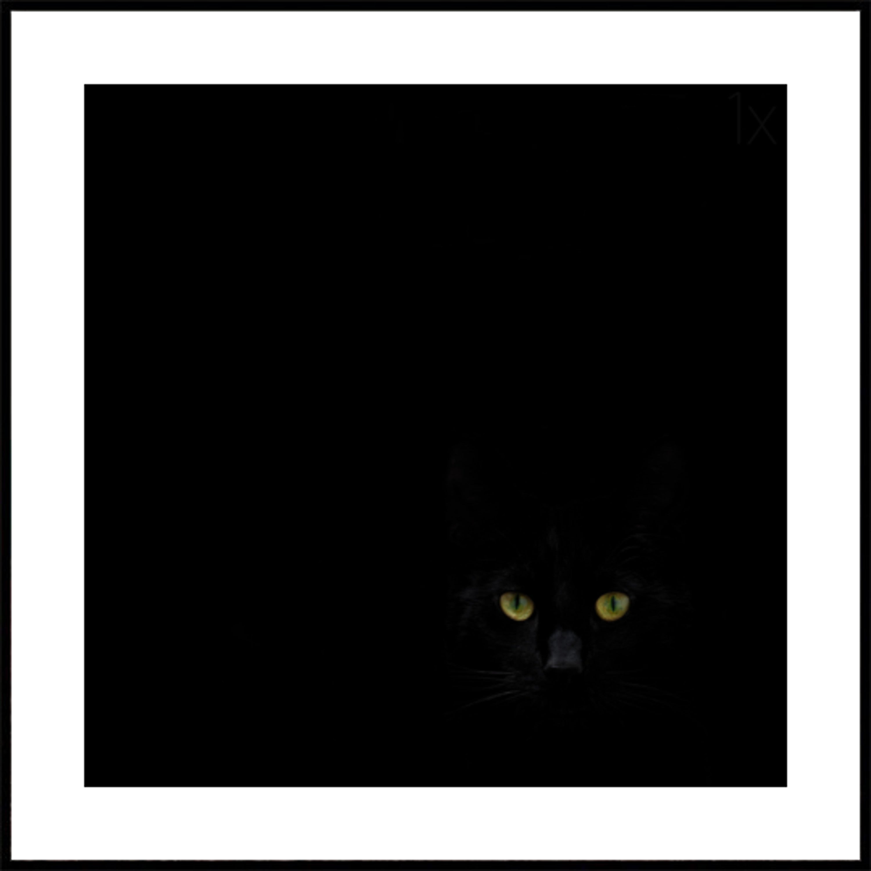 Regard du chat noir