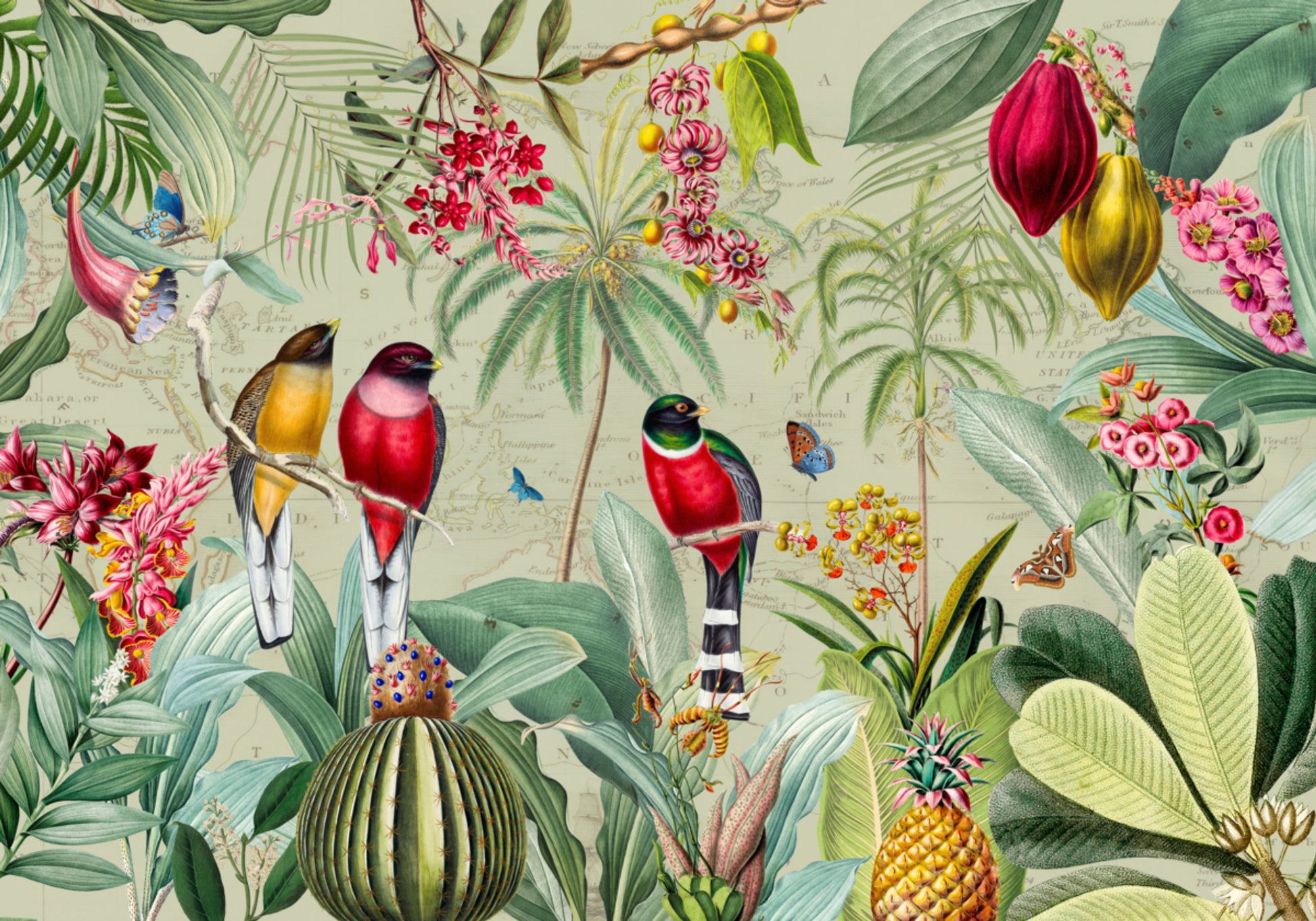 Oiseaux de la jungle tropicale