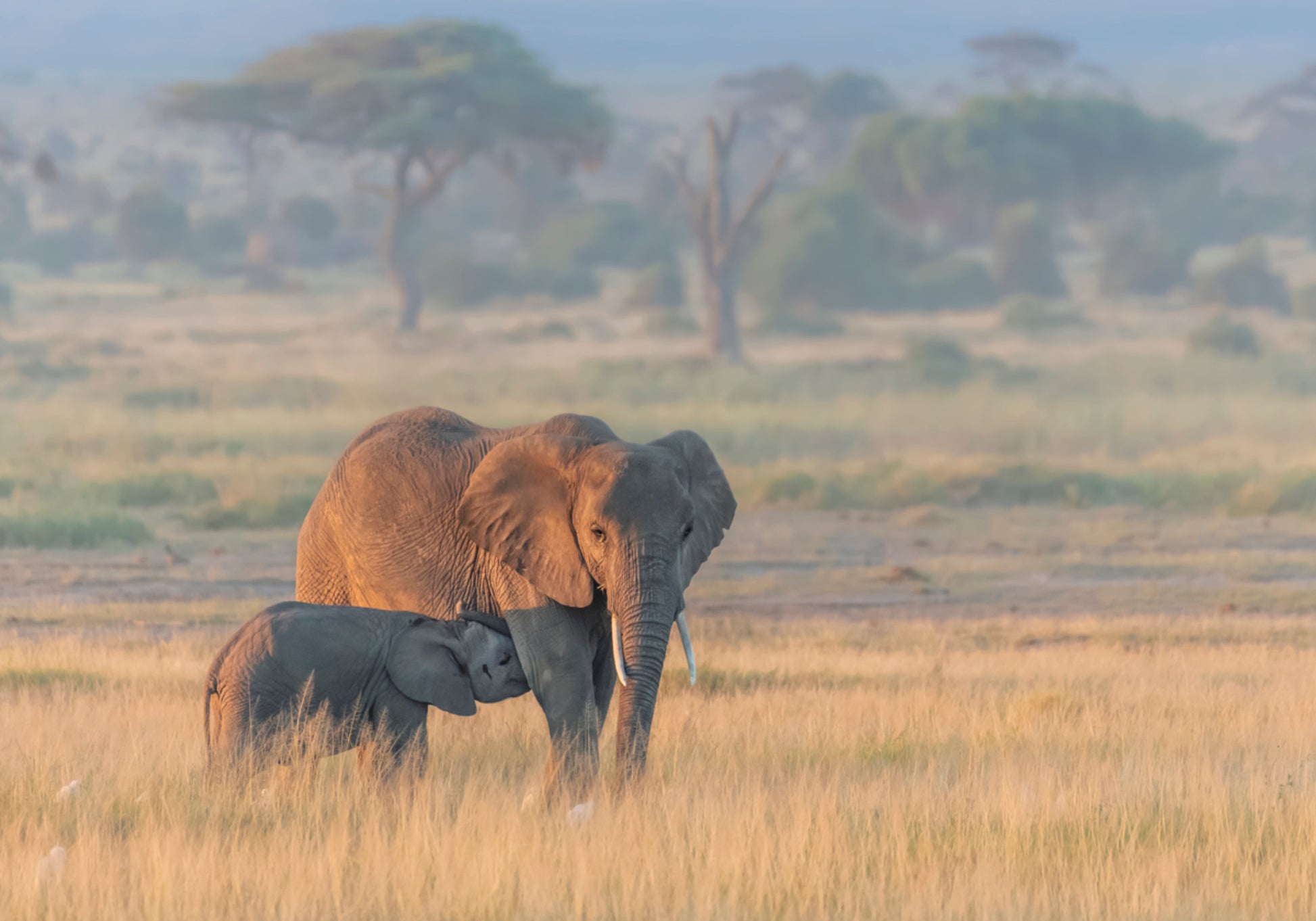 Mère éléphant d'Afrique
