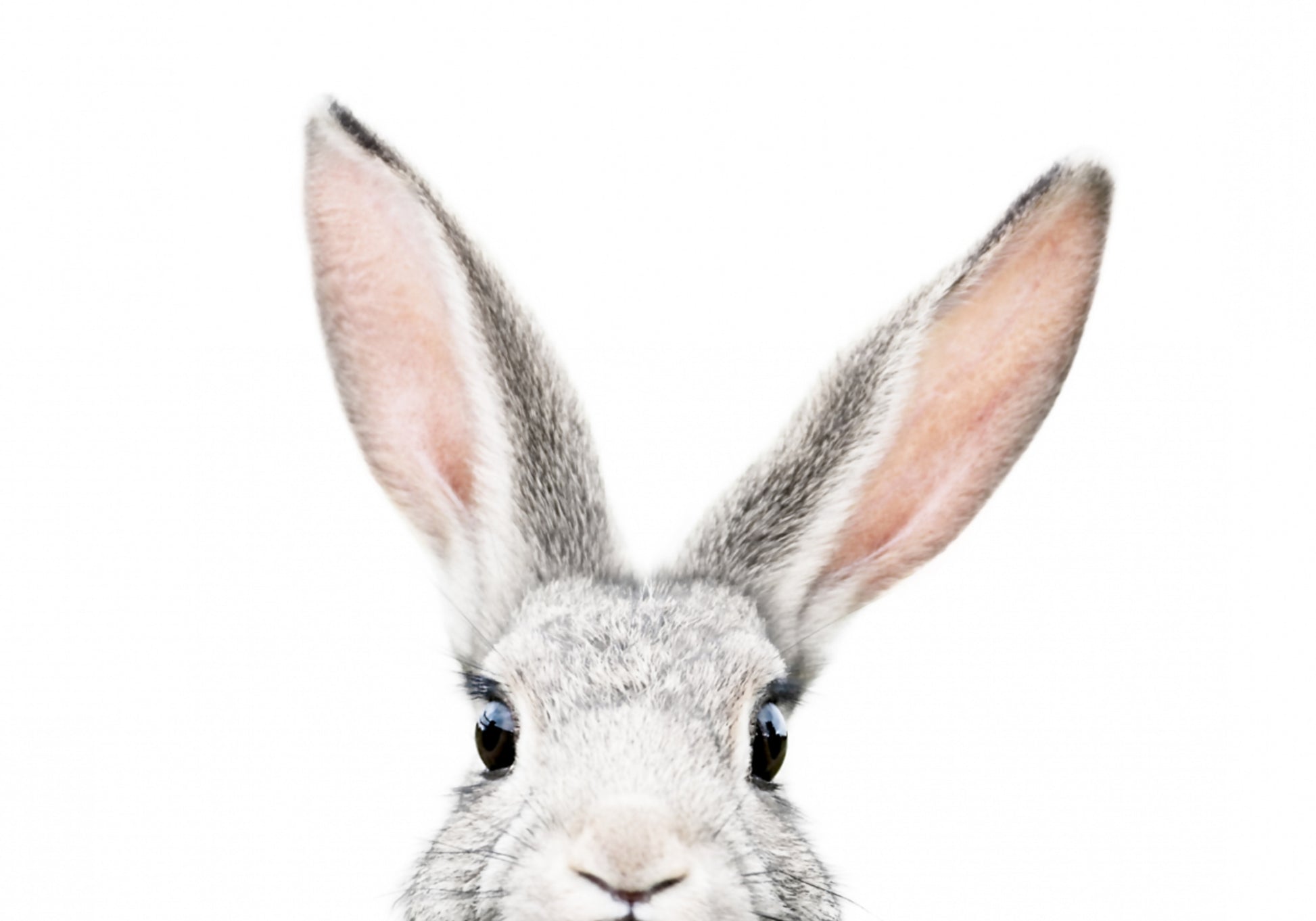 Lapin furtif