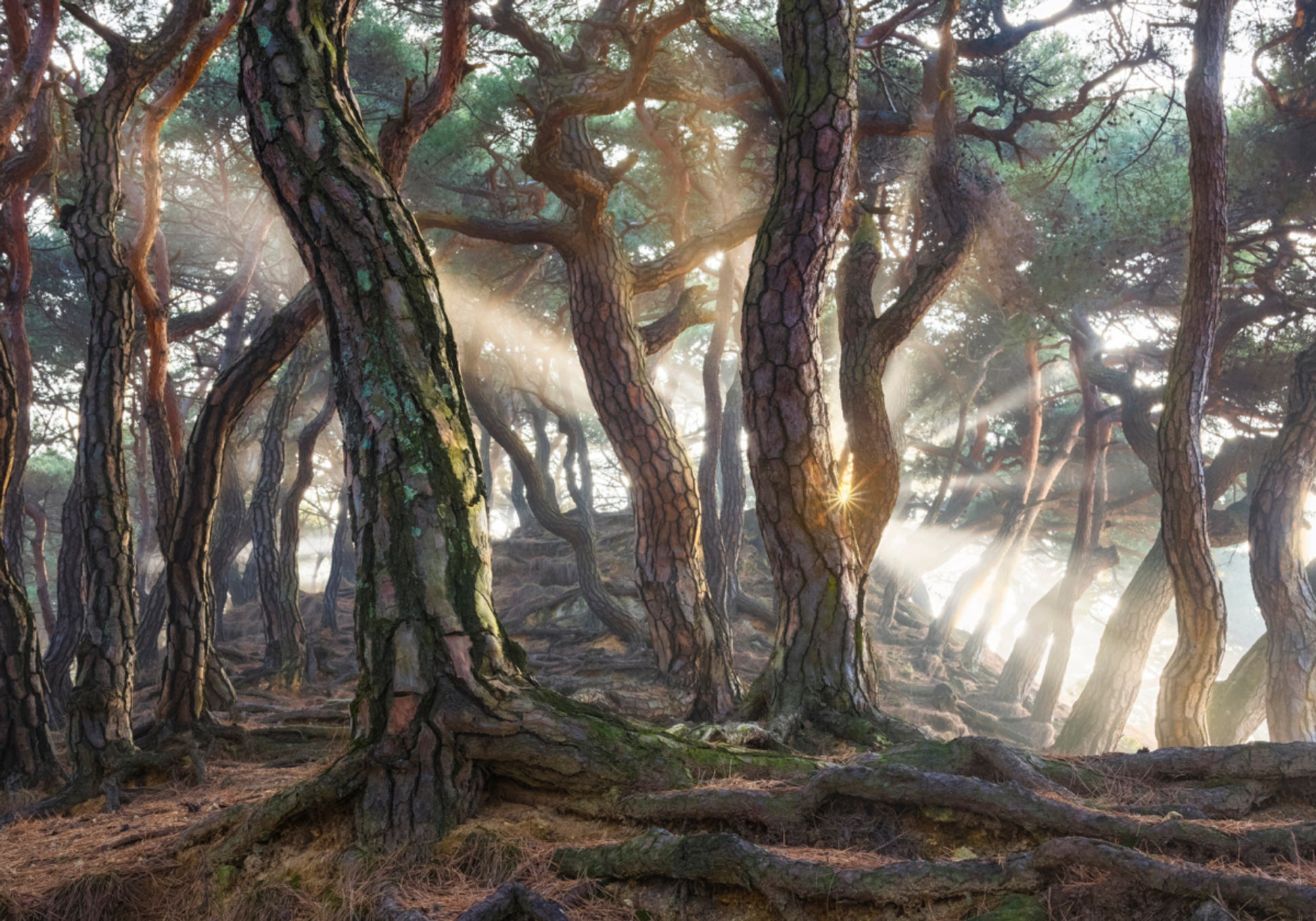 Rayons de soleil de la forêt brumeuse