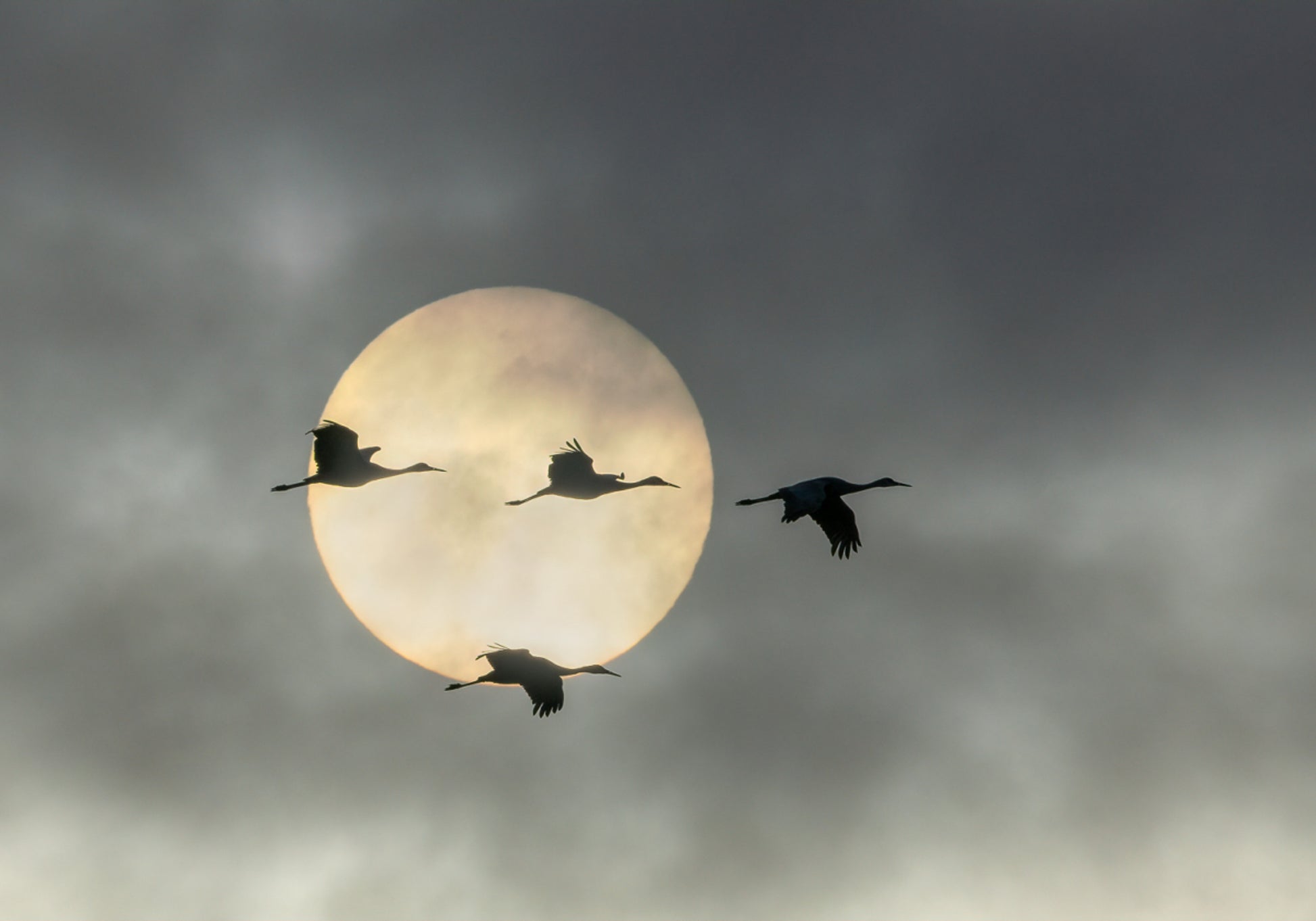 Soleil des grues volantes