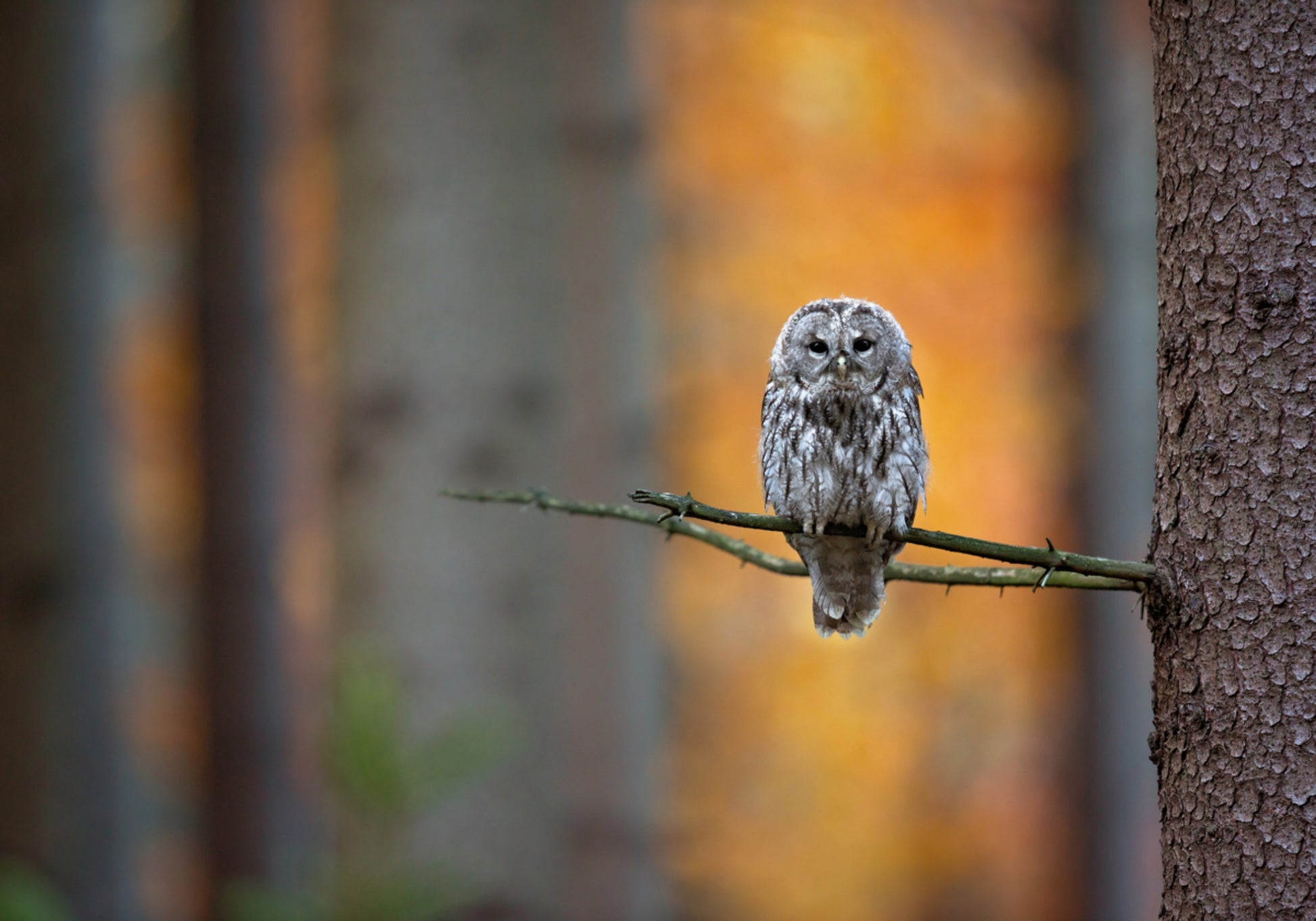 Regard de hibou d'automne