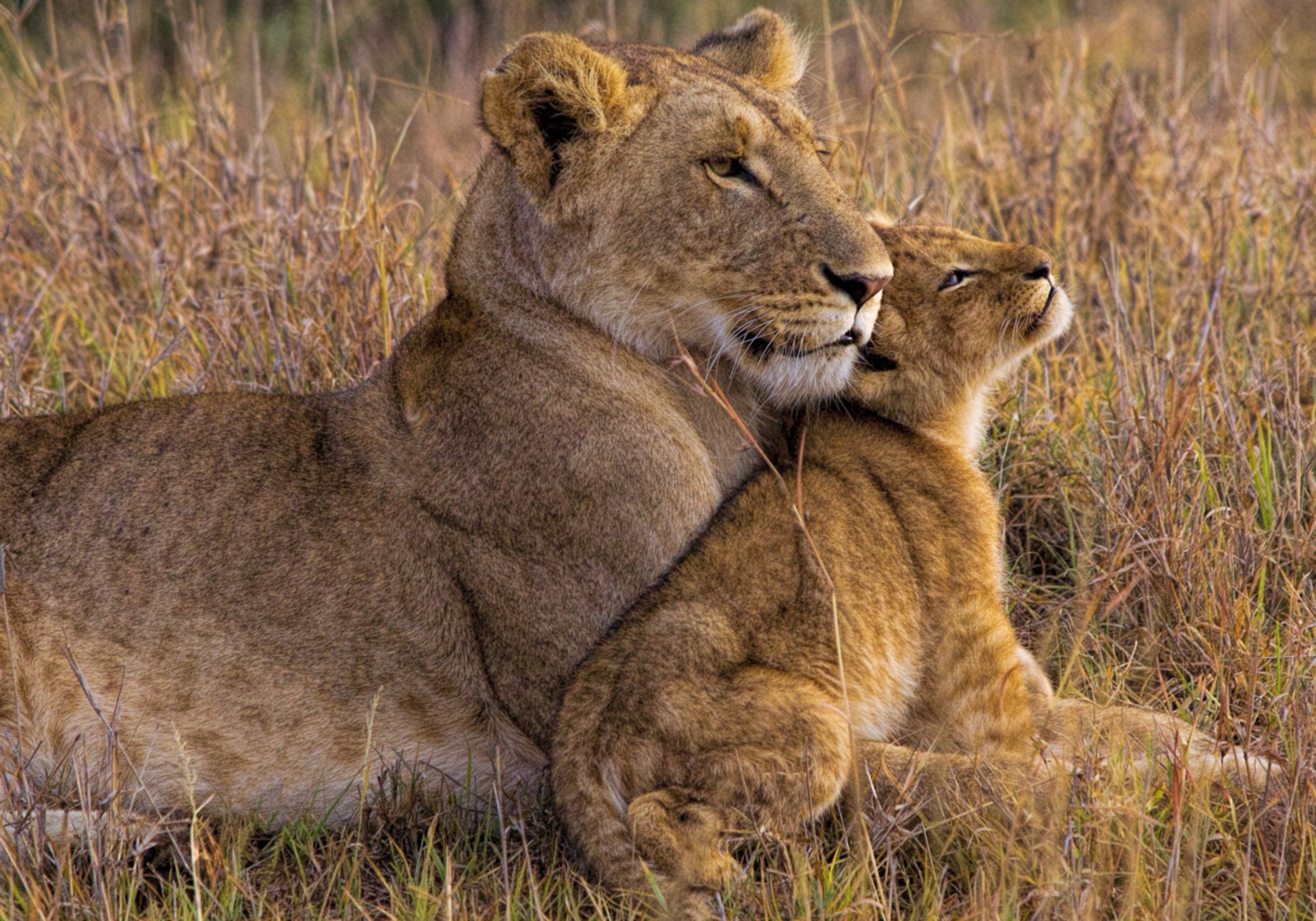 Tendre Lionne