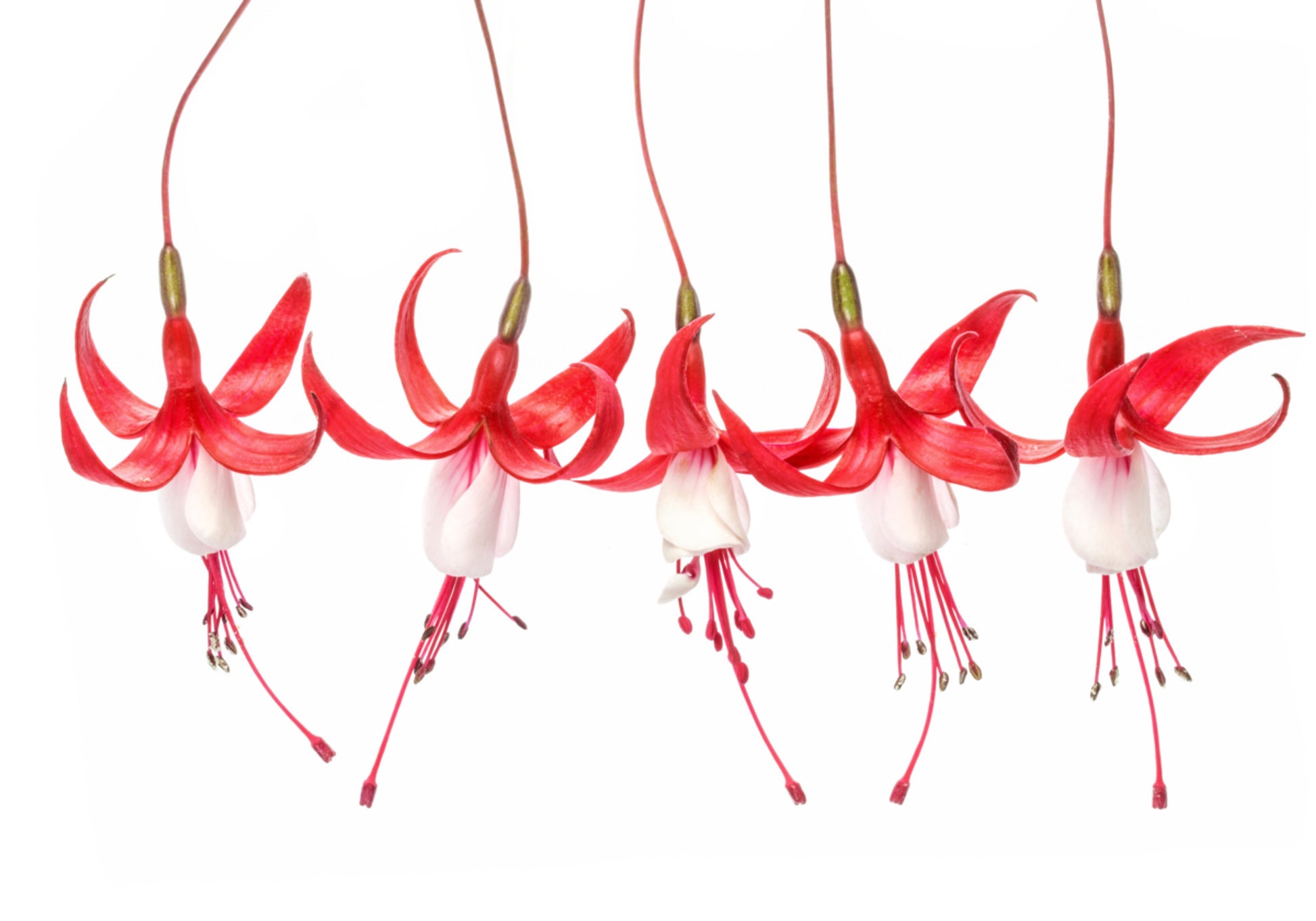 Fushia