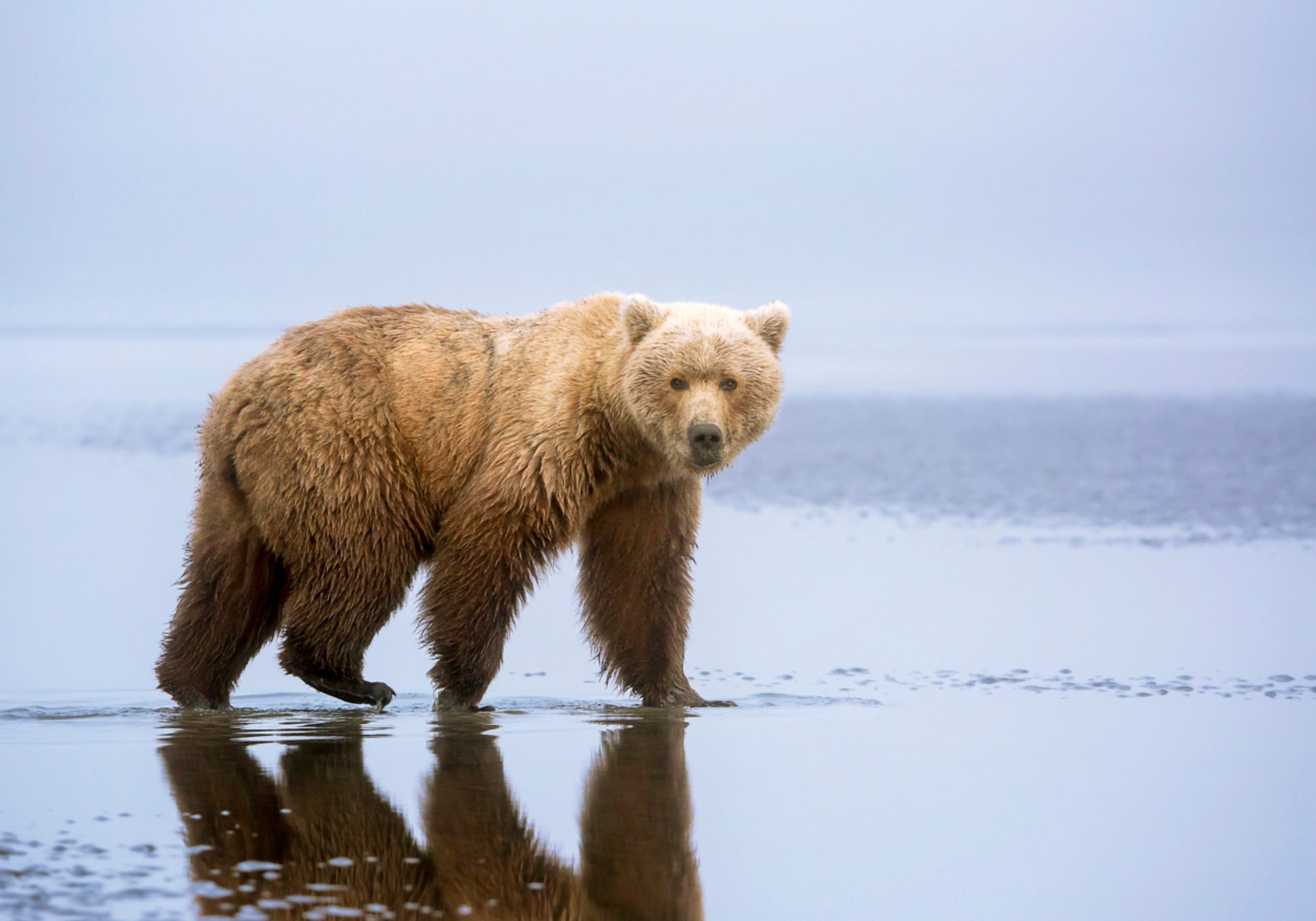 Réflexion de l'ours brun
