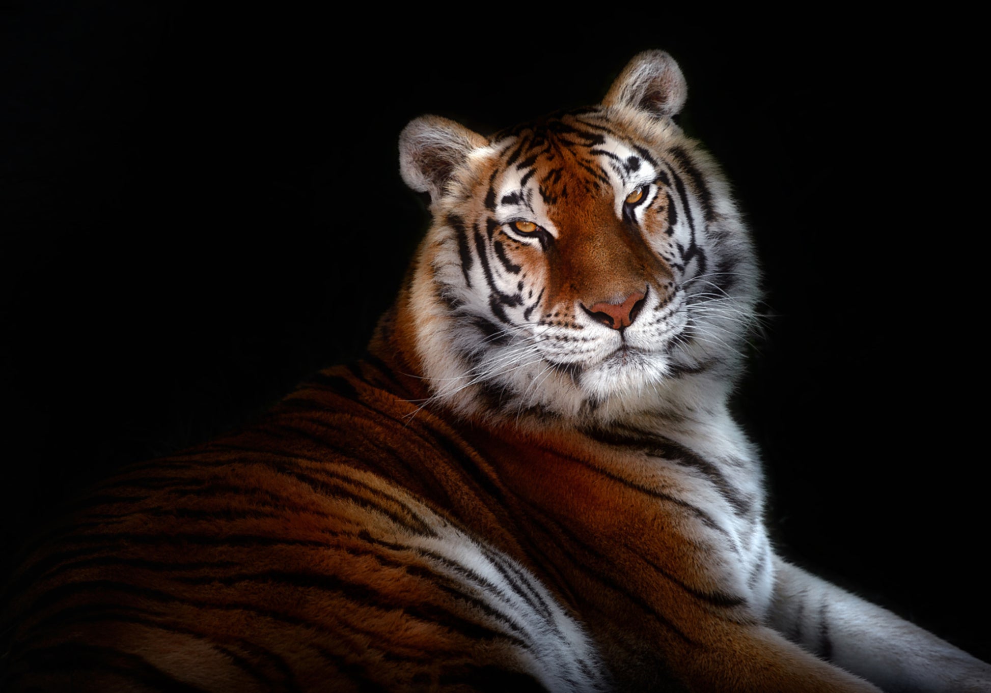 Regard de tigre majestueux