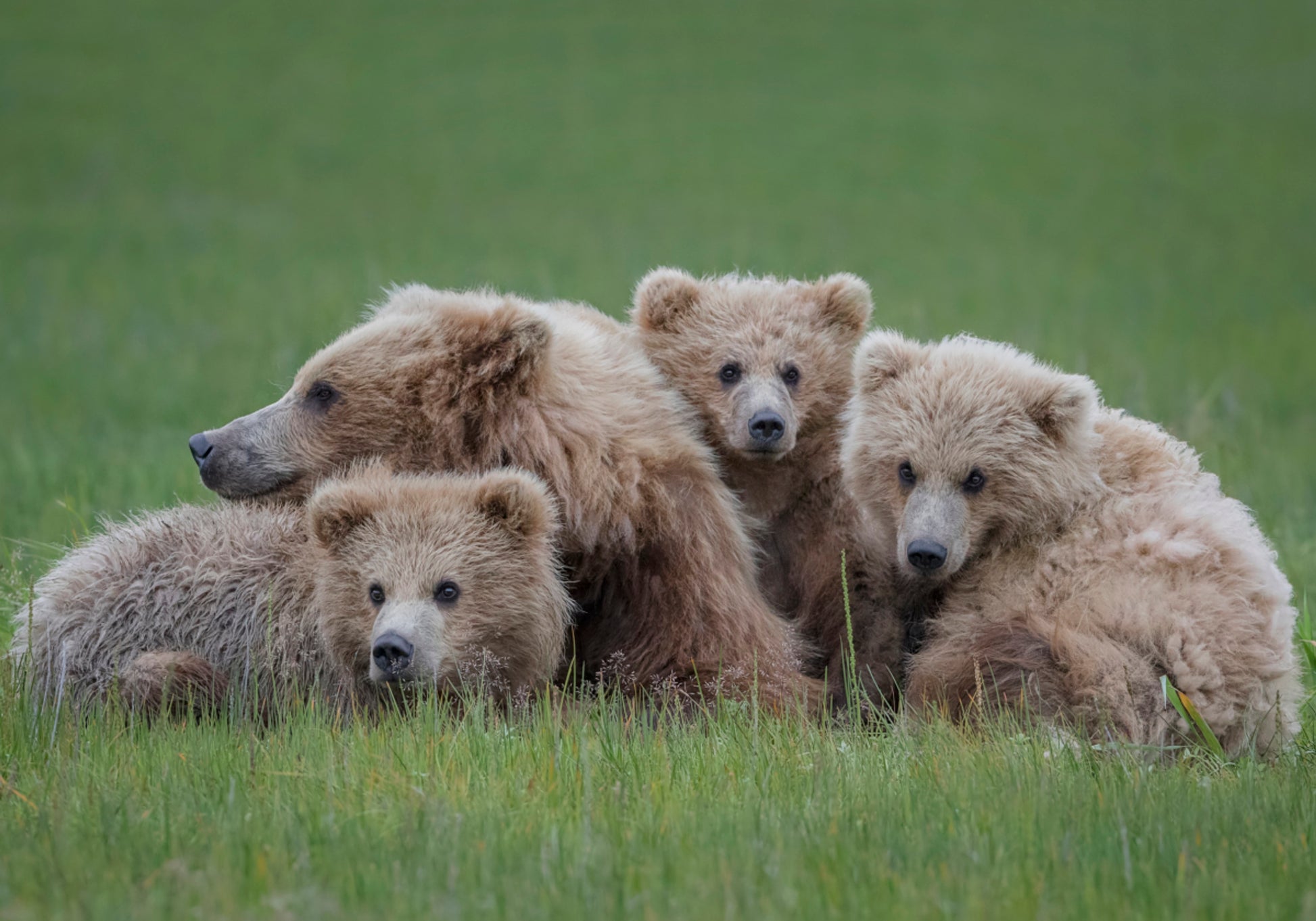 Famille d'ours bruns
