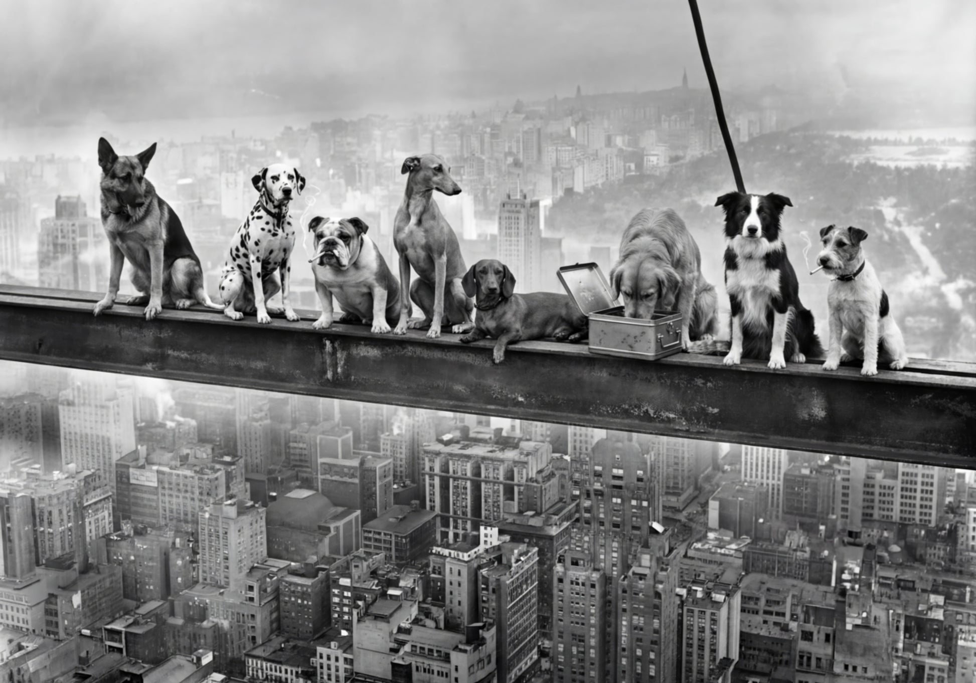 Chiens de ville audacieux