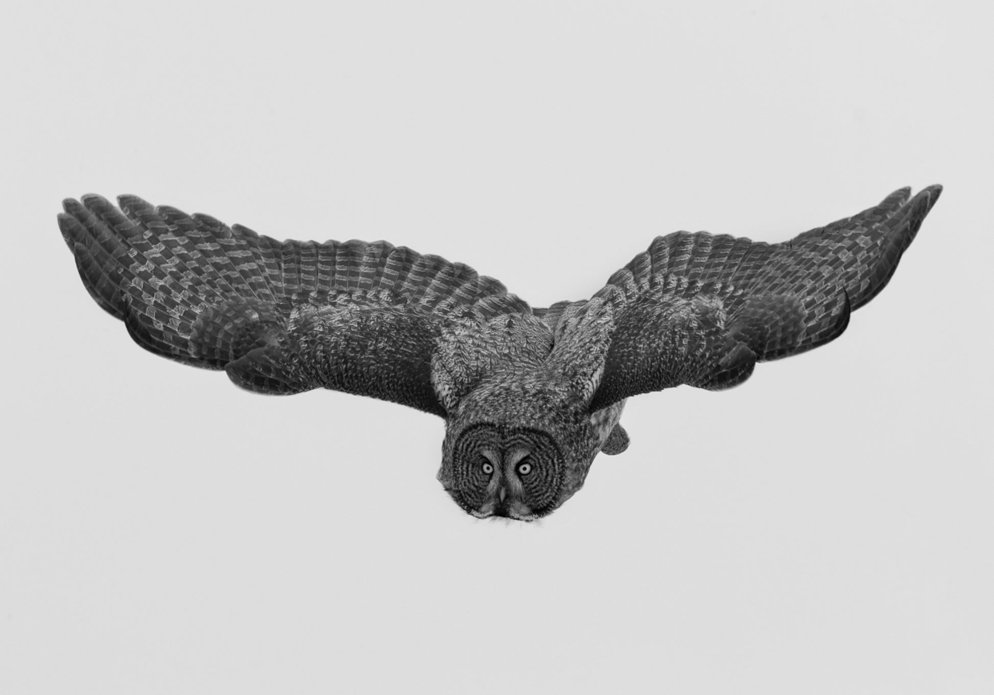 Hibou majestueux en vol