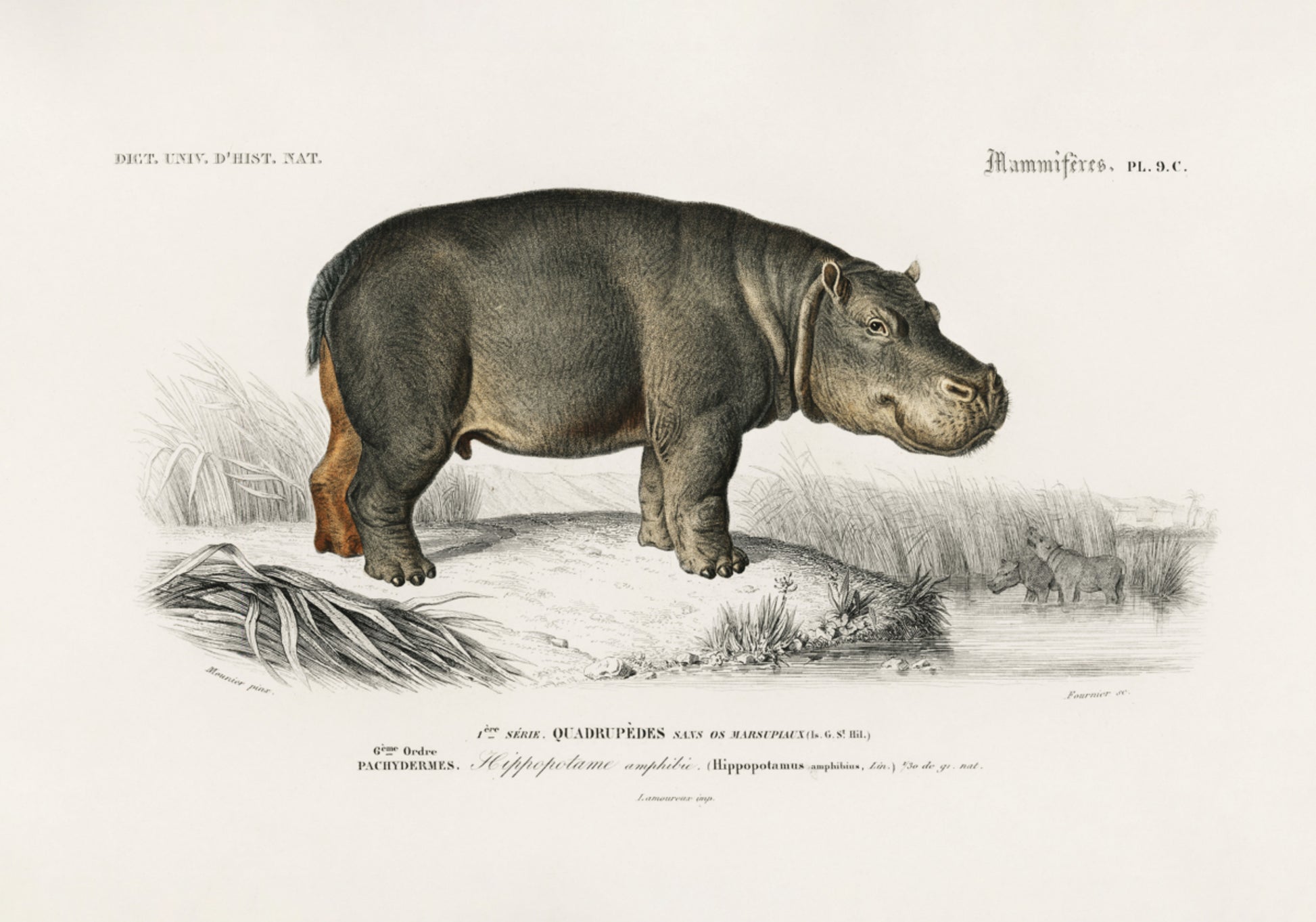 Hippopotame