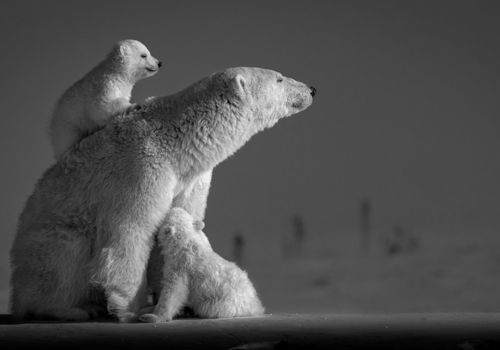 Mère et petits de l'Arctique