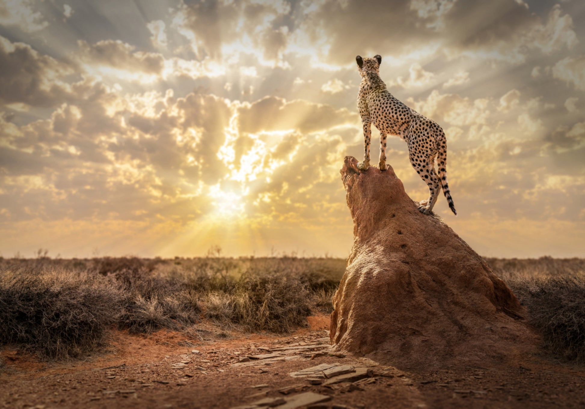 Guépard au coucher du soleil