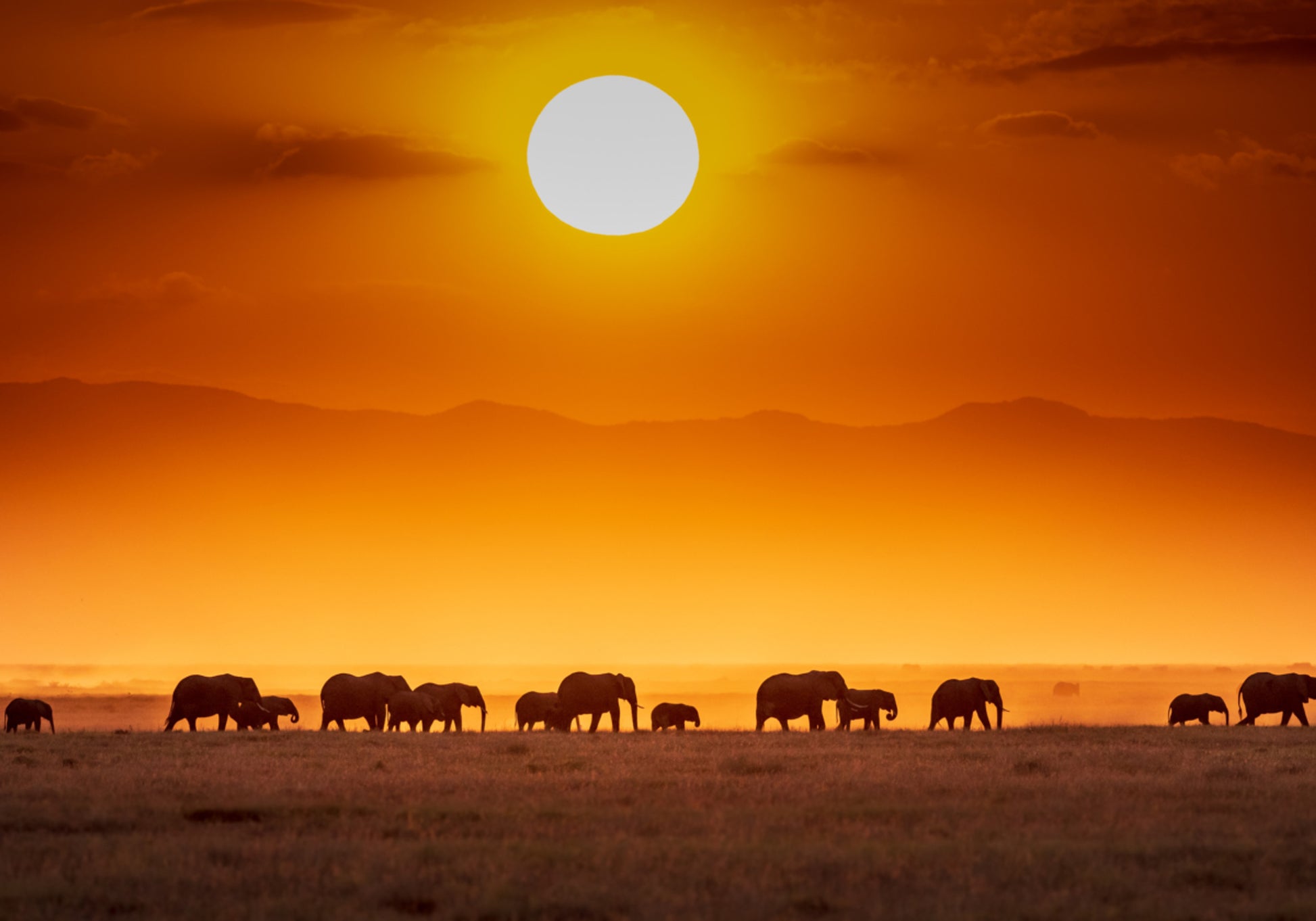 Éléphants d'Afrique au coucher du soleil