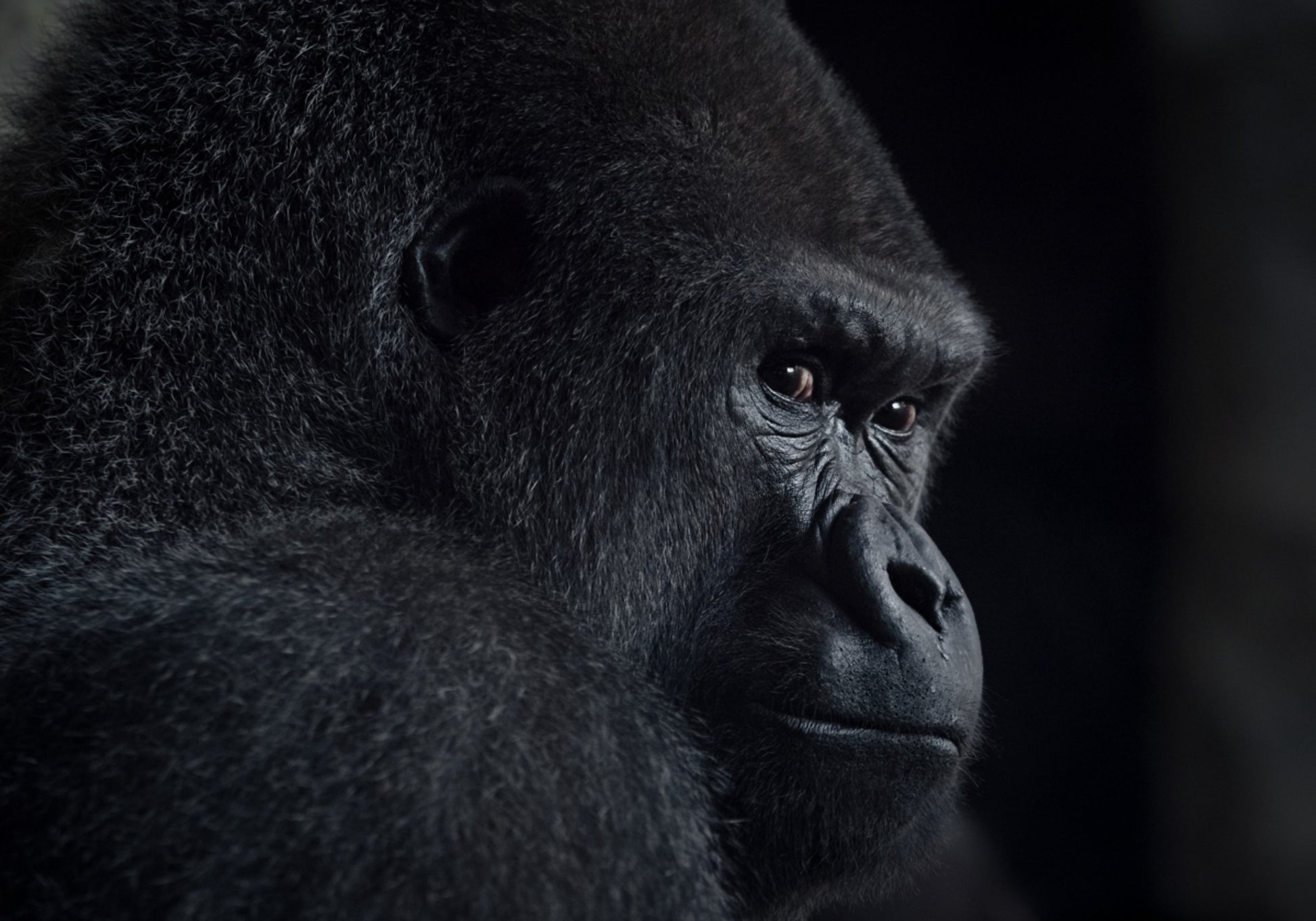Pensive Gorilla Profile