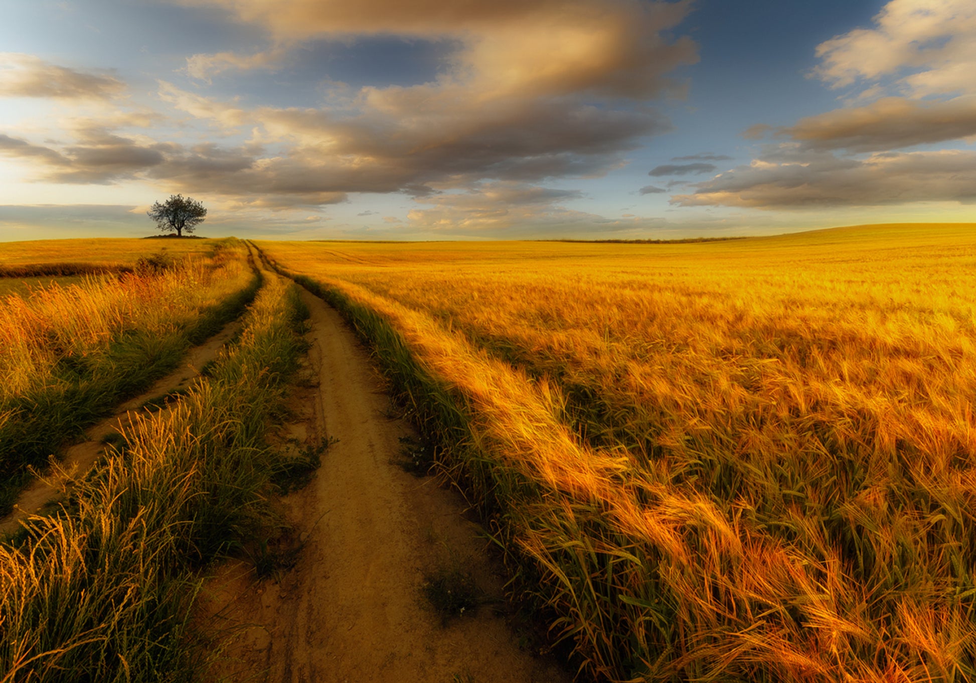 Chemin du champ de blé doré