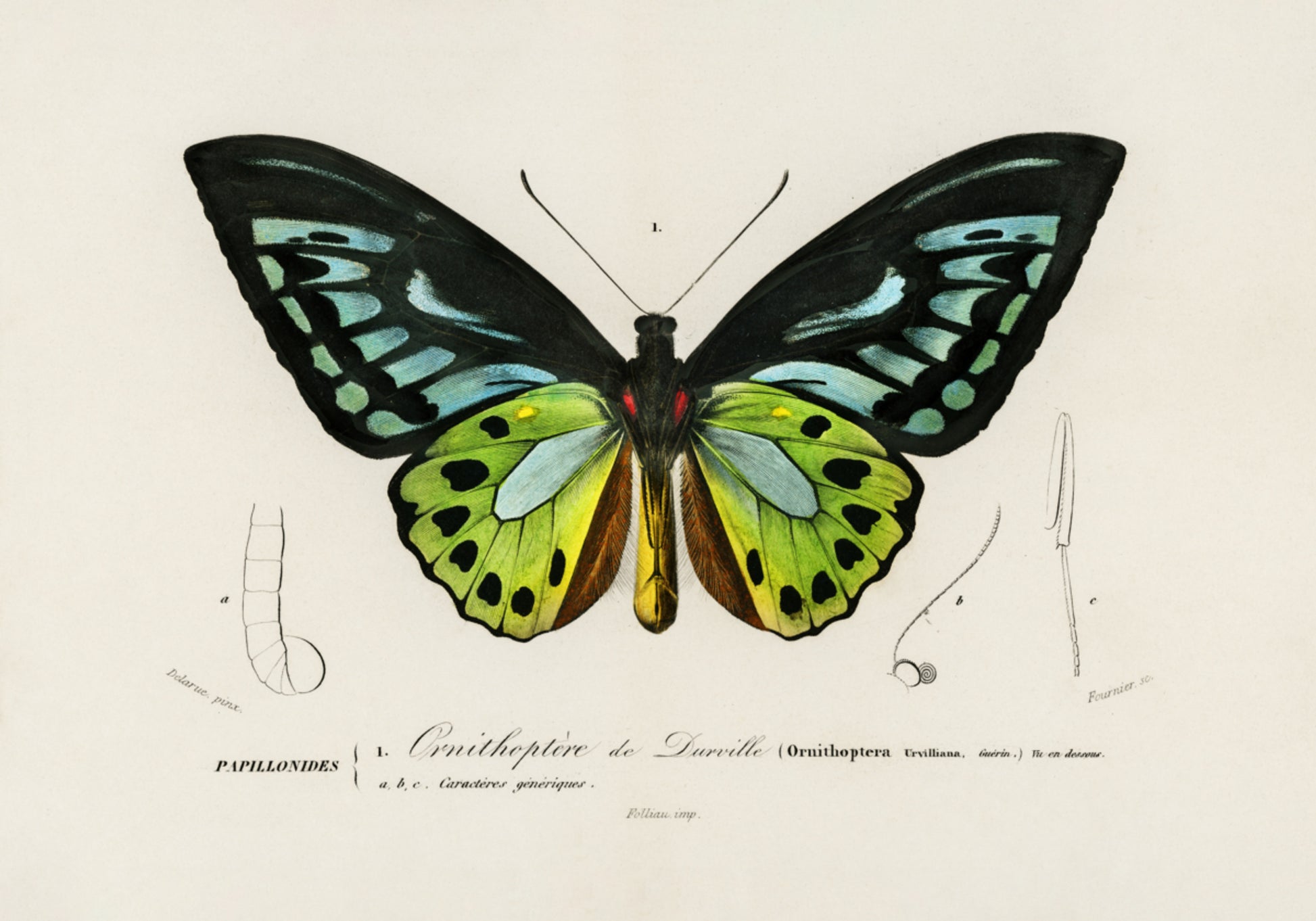Papillon aile d'oiseau vert
