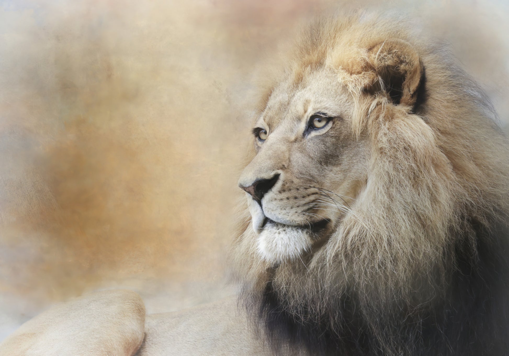 Regard majestueux du lion