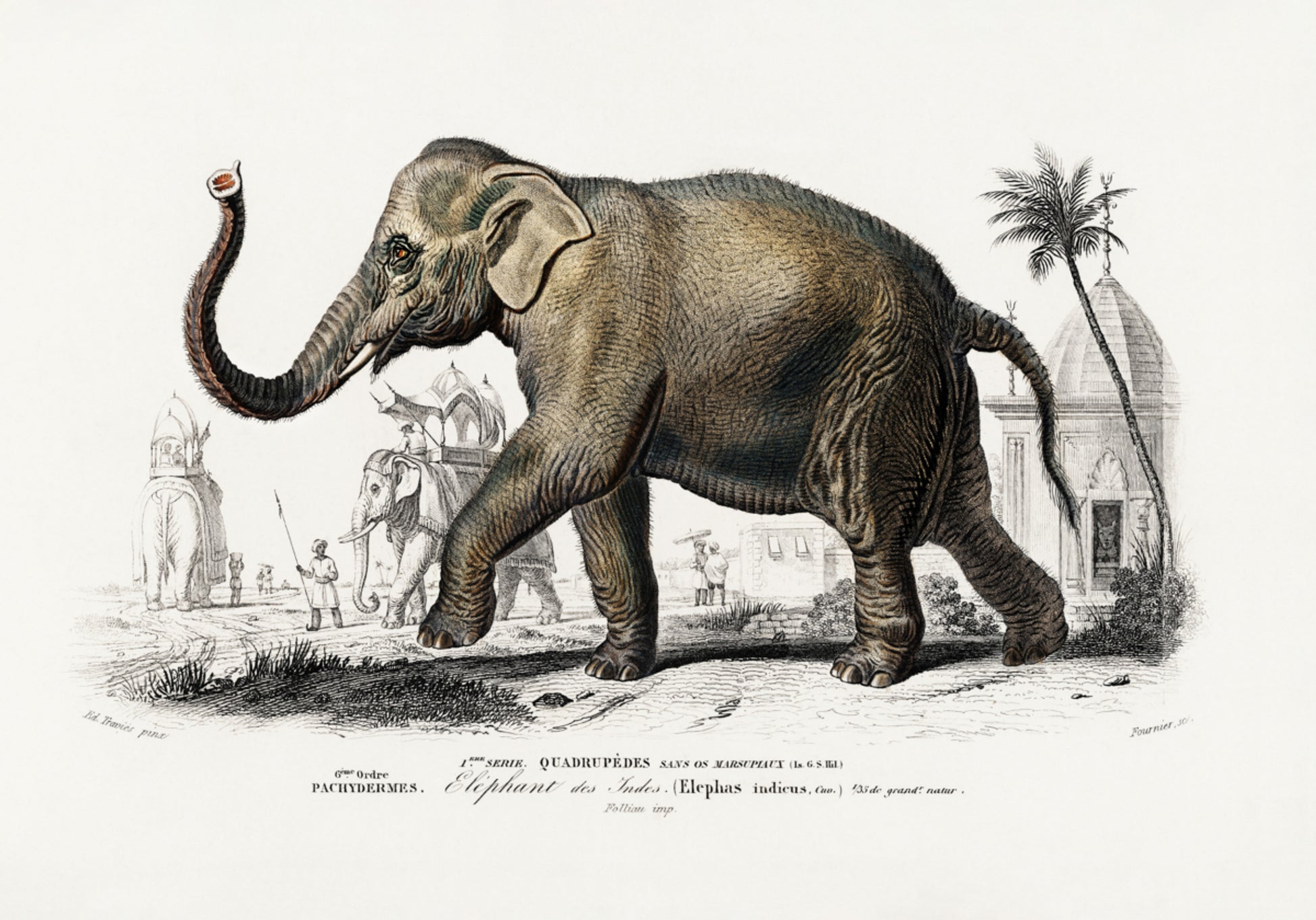Éléphant d'Asie