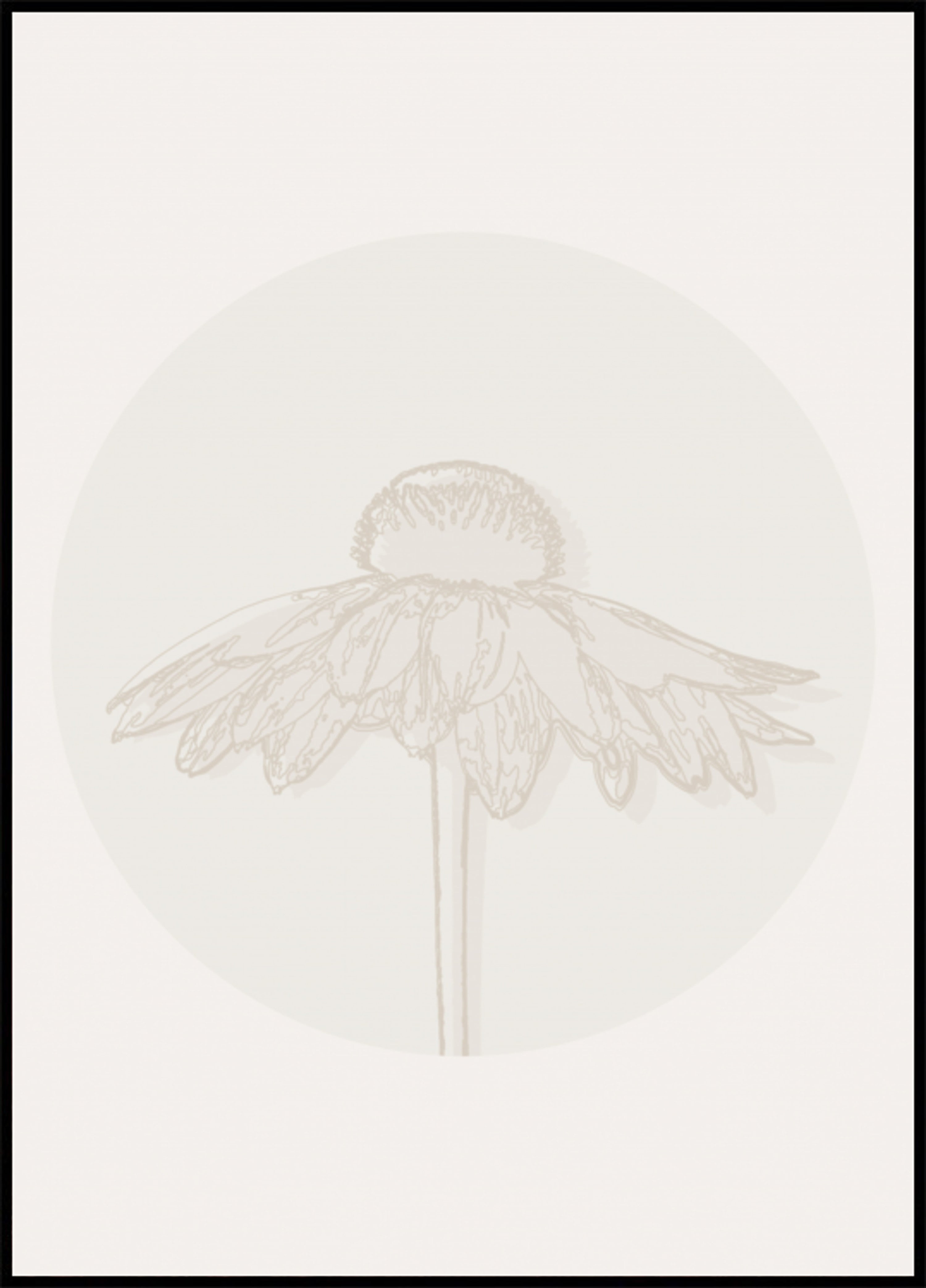 Floraison minimaliste d’échinacée
