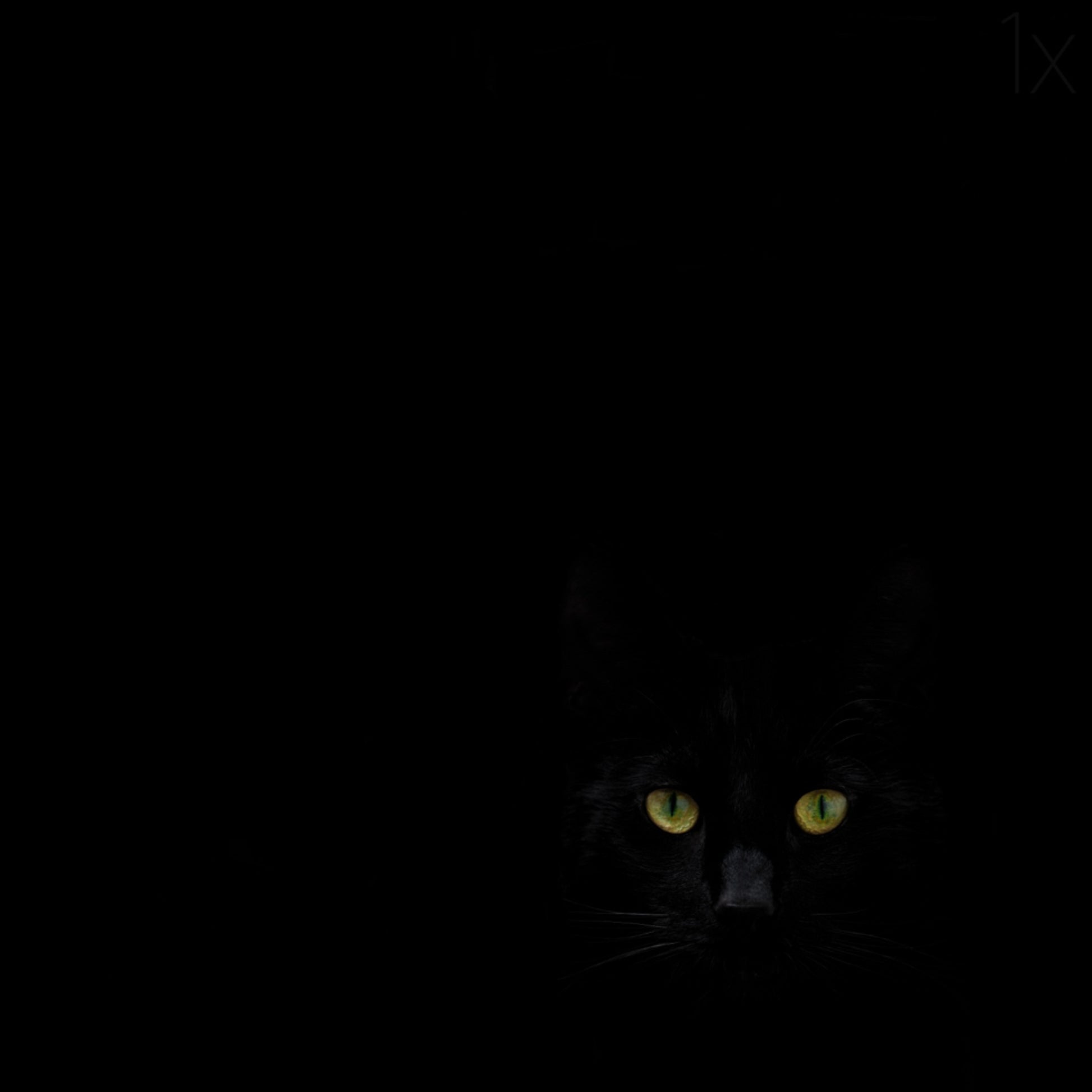 Regard du chat noir