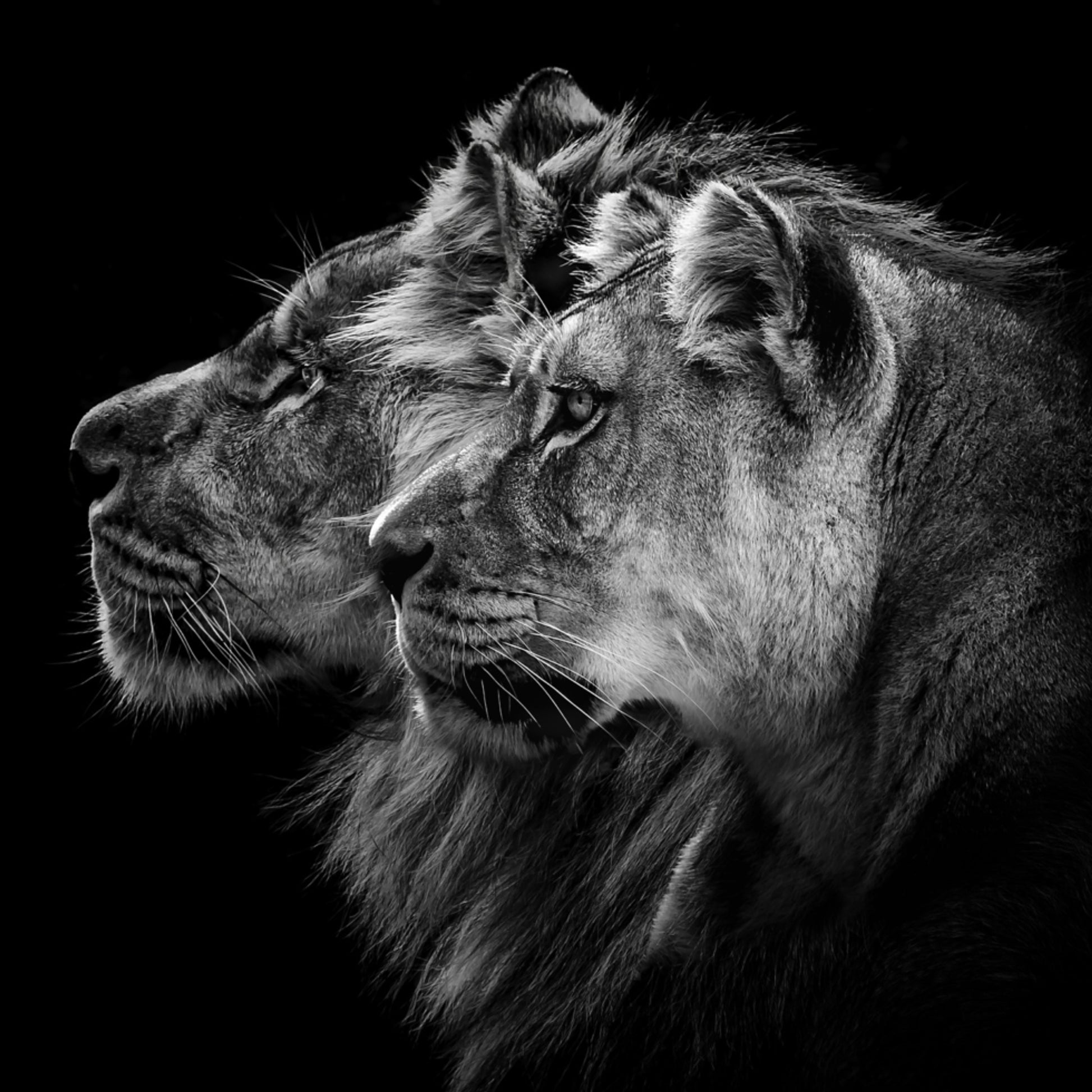 Paire de Lions royaux