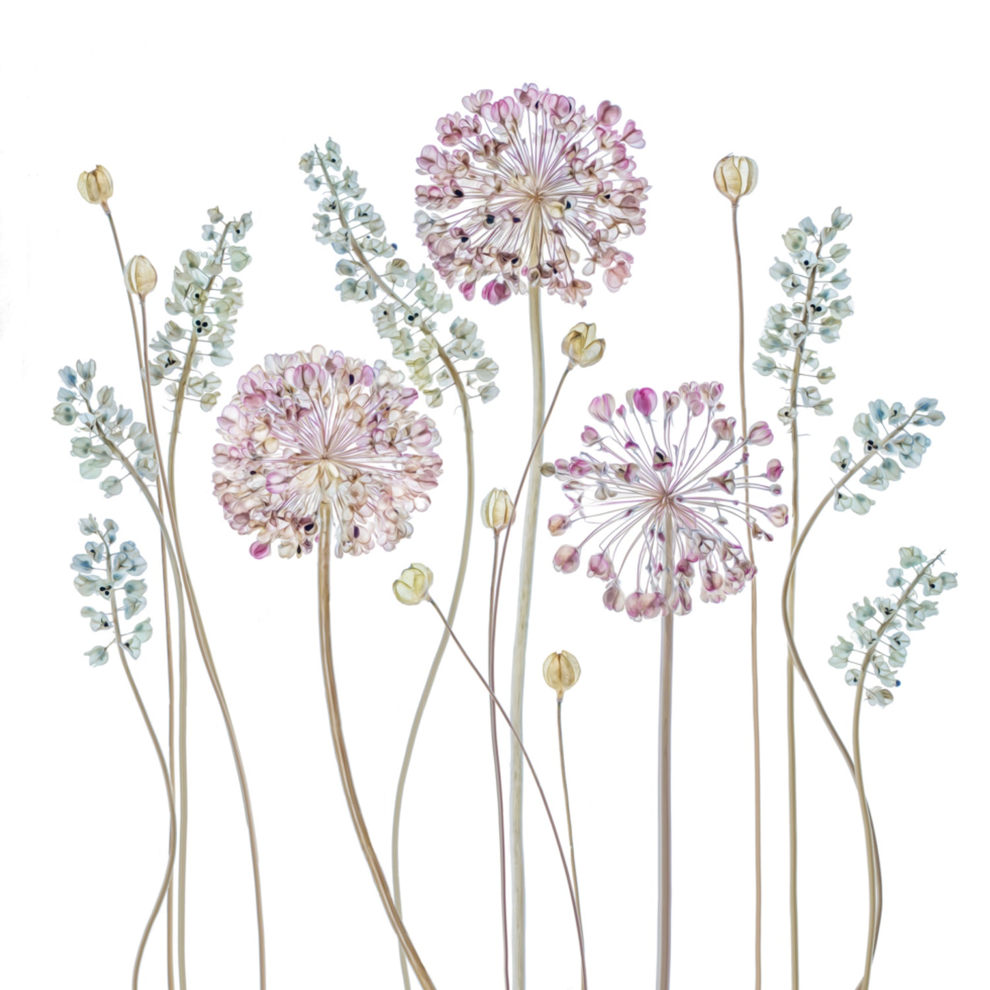 allium