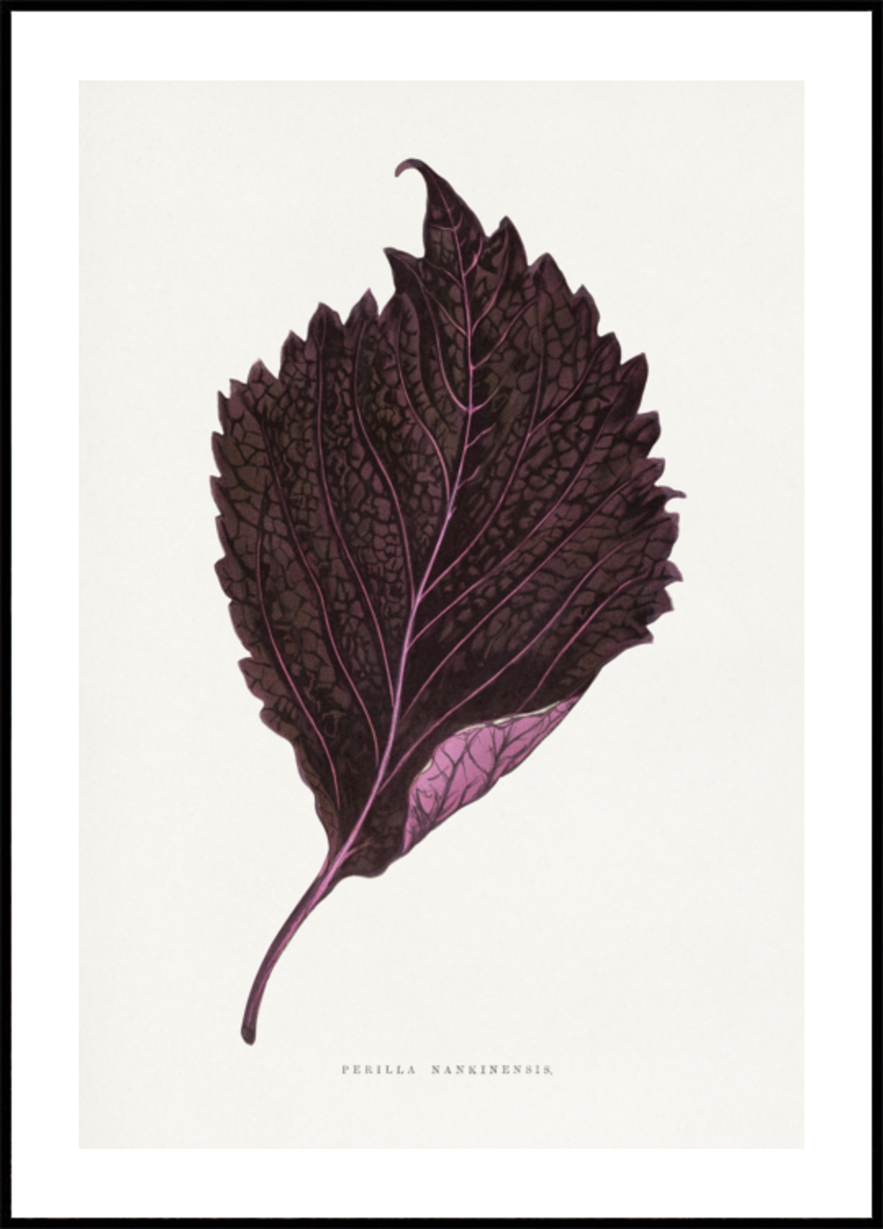 Illustration de feuille de Perilla Nankinensis rose