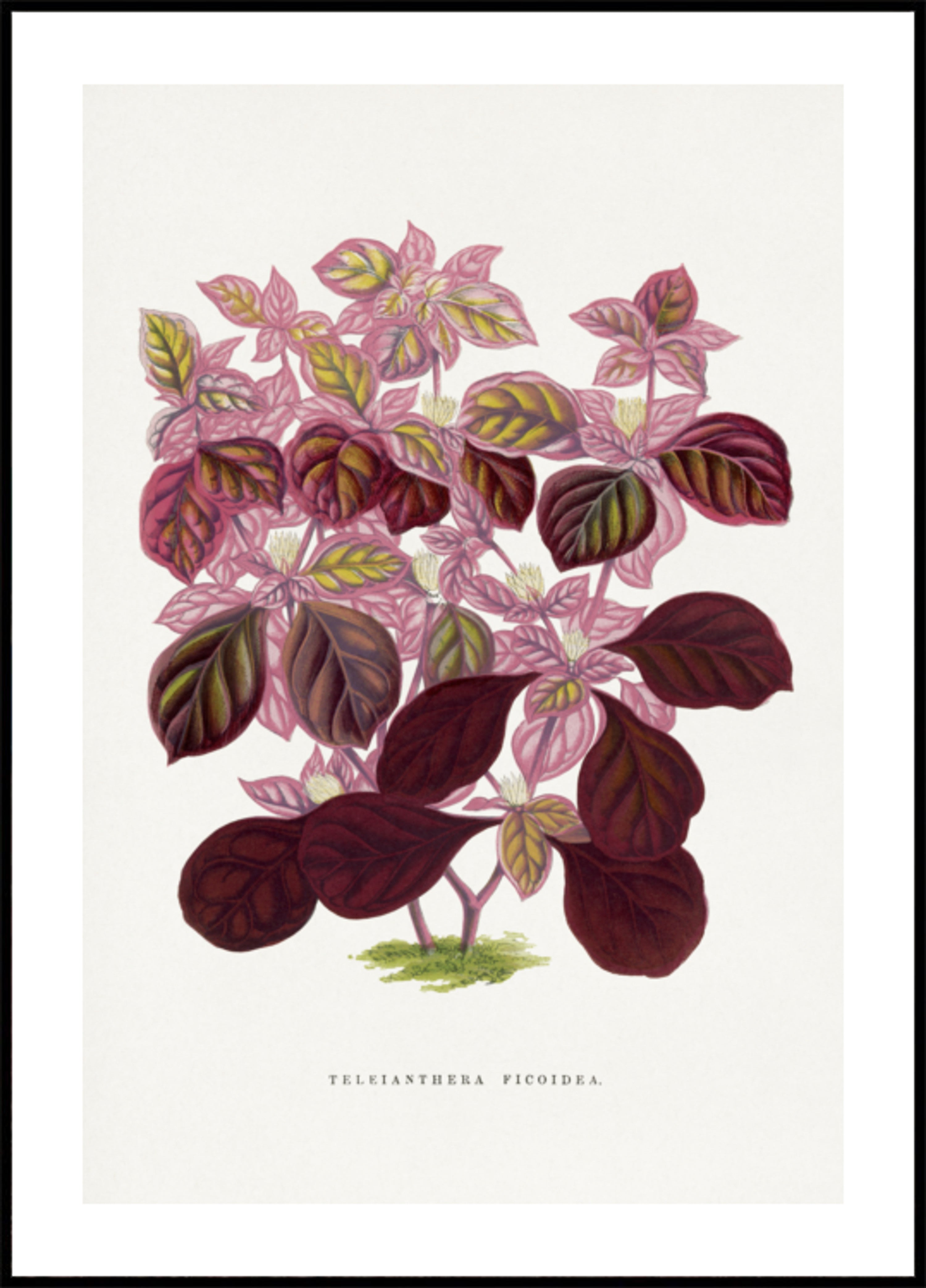 Illustration de feuille de Teleianthera Ficoidea rose