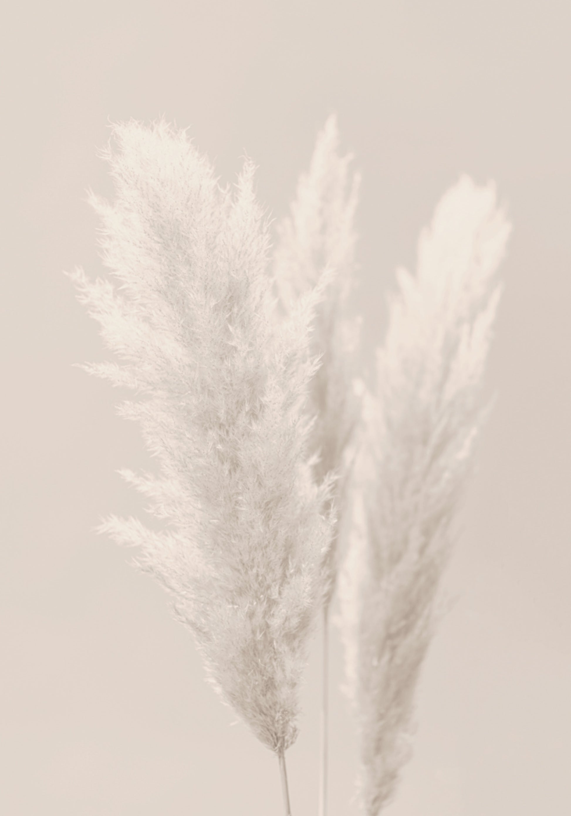Plumes douces de la pampa