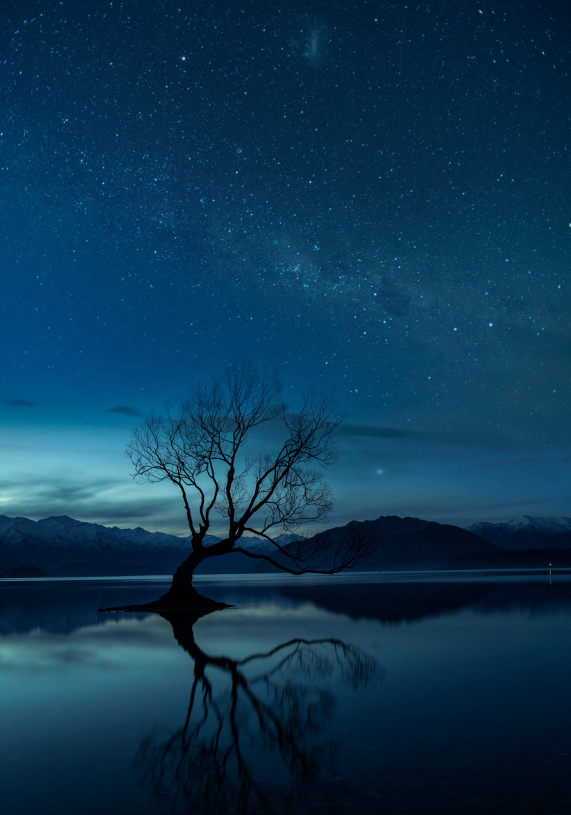 Nuit étoilée d'arbre solitaire
