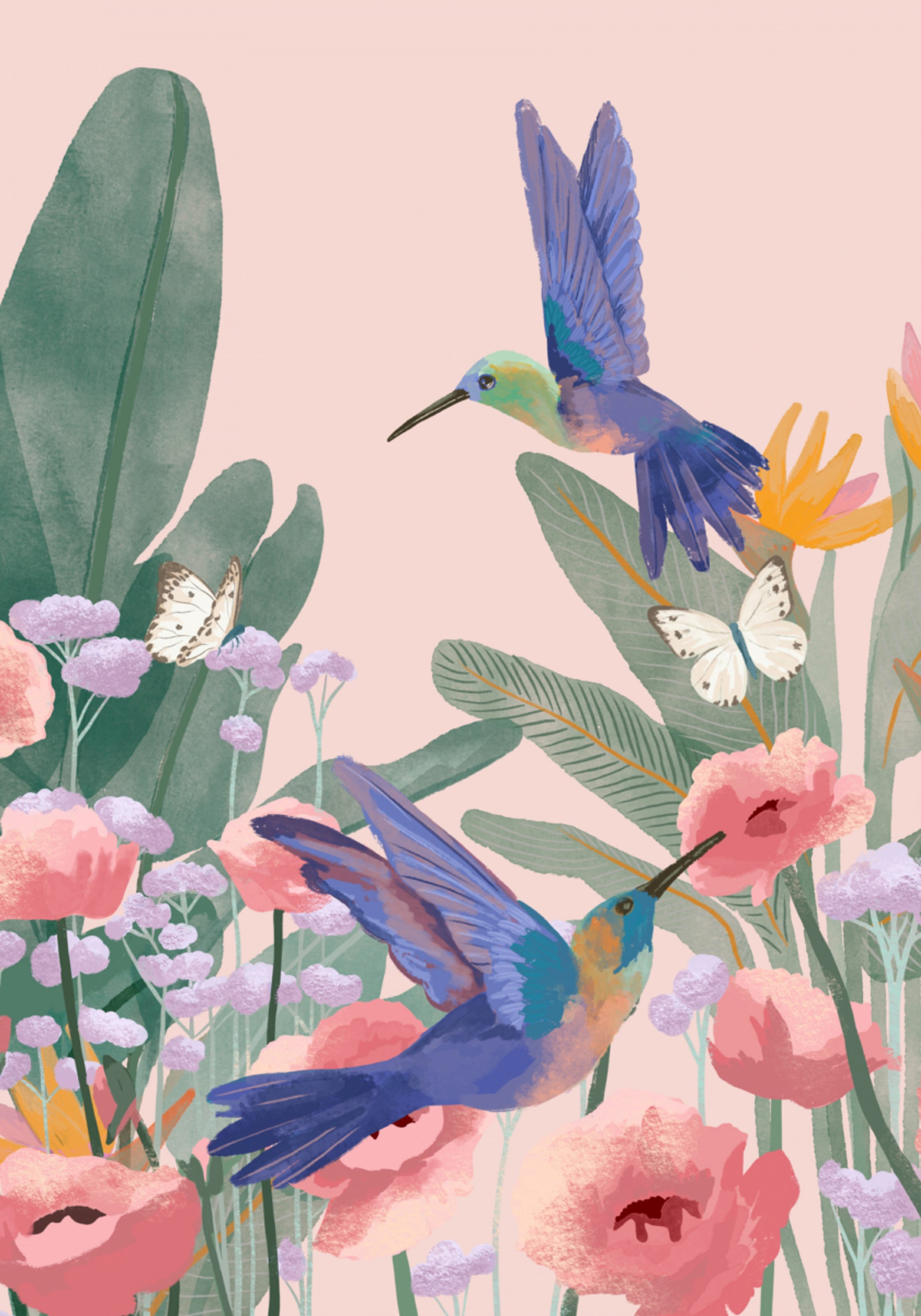 Colibris