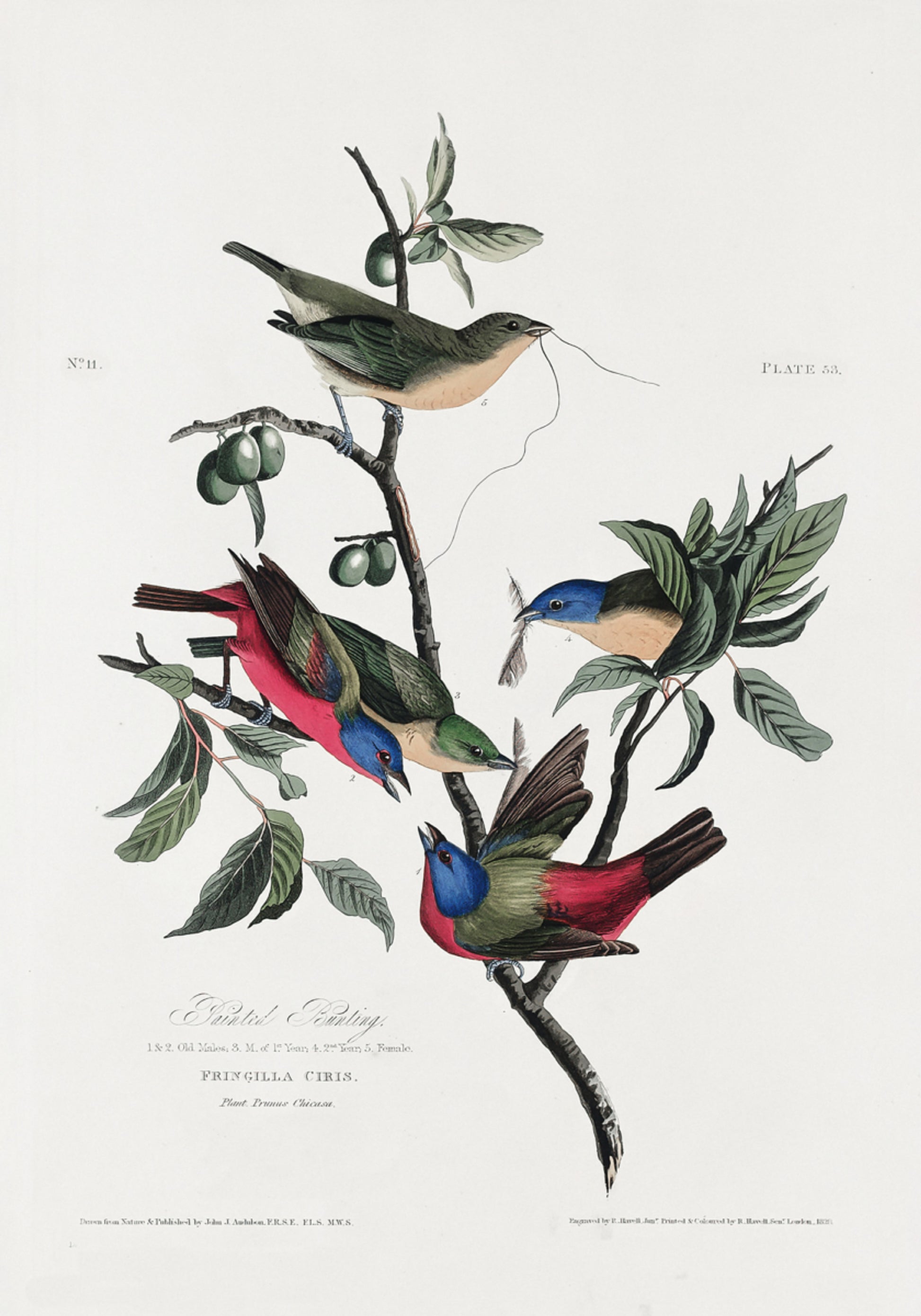 Pinson peint d'oiseaux d'Amérique (1827)