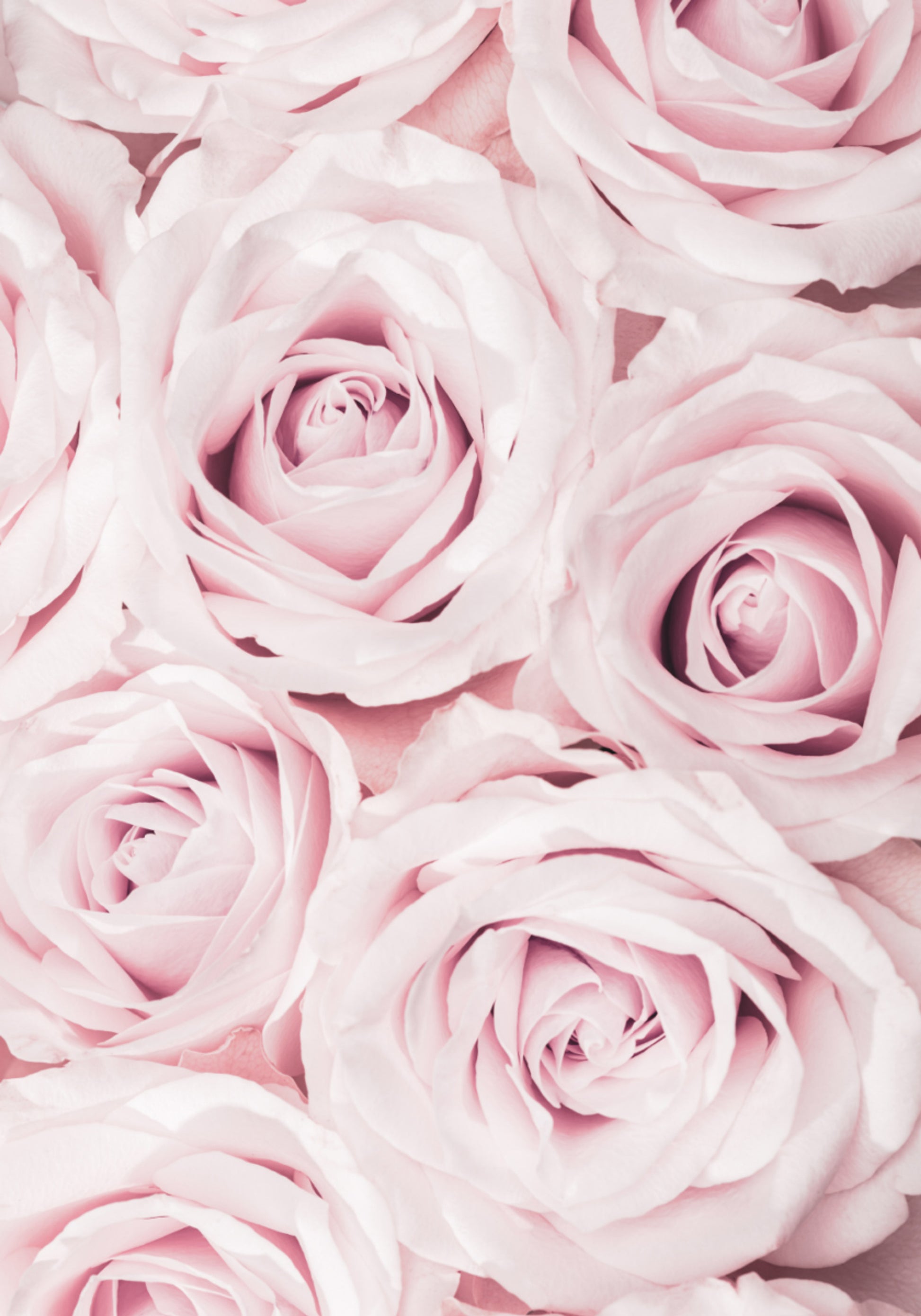 Roses rose tendre