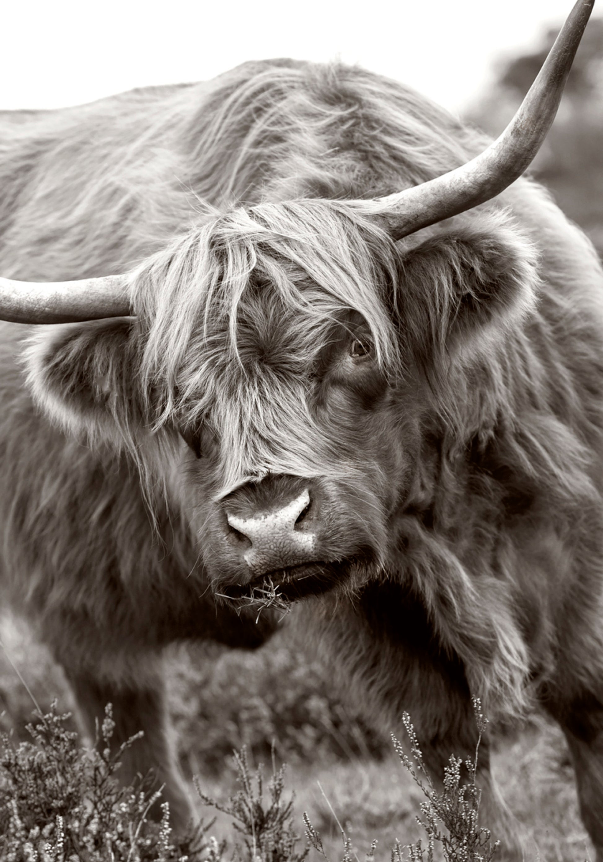 Vache majestueuse des Highlands