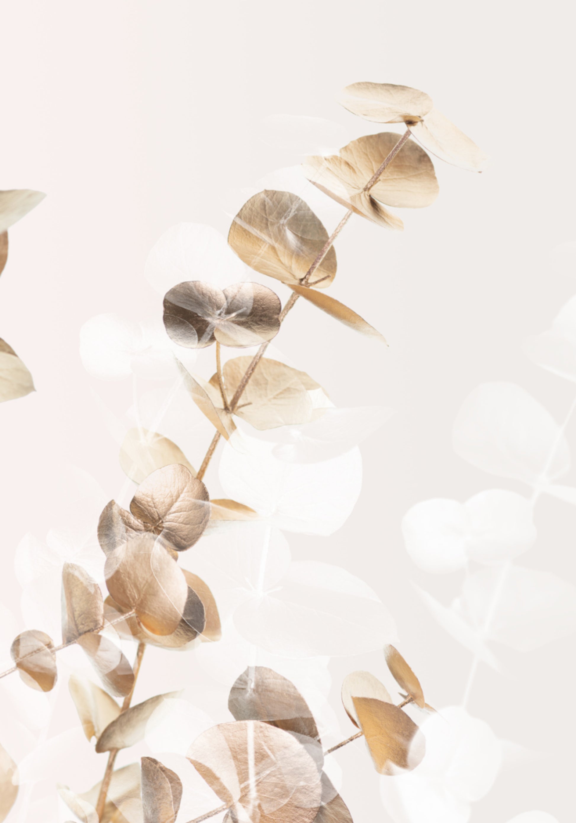 Feuilles d'eucalyptus douces