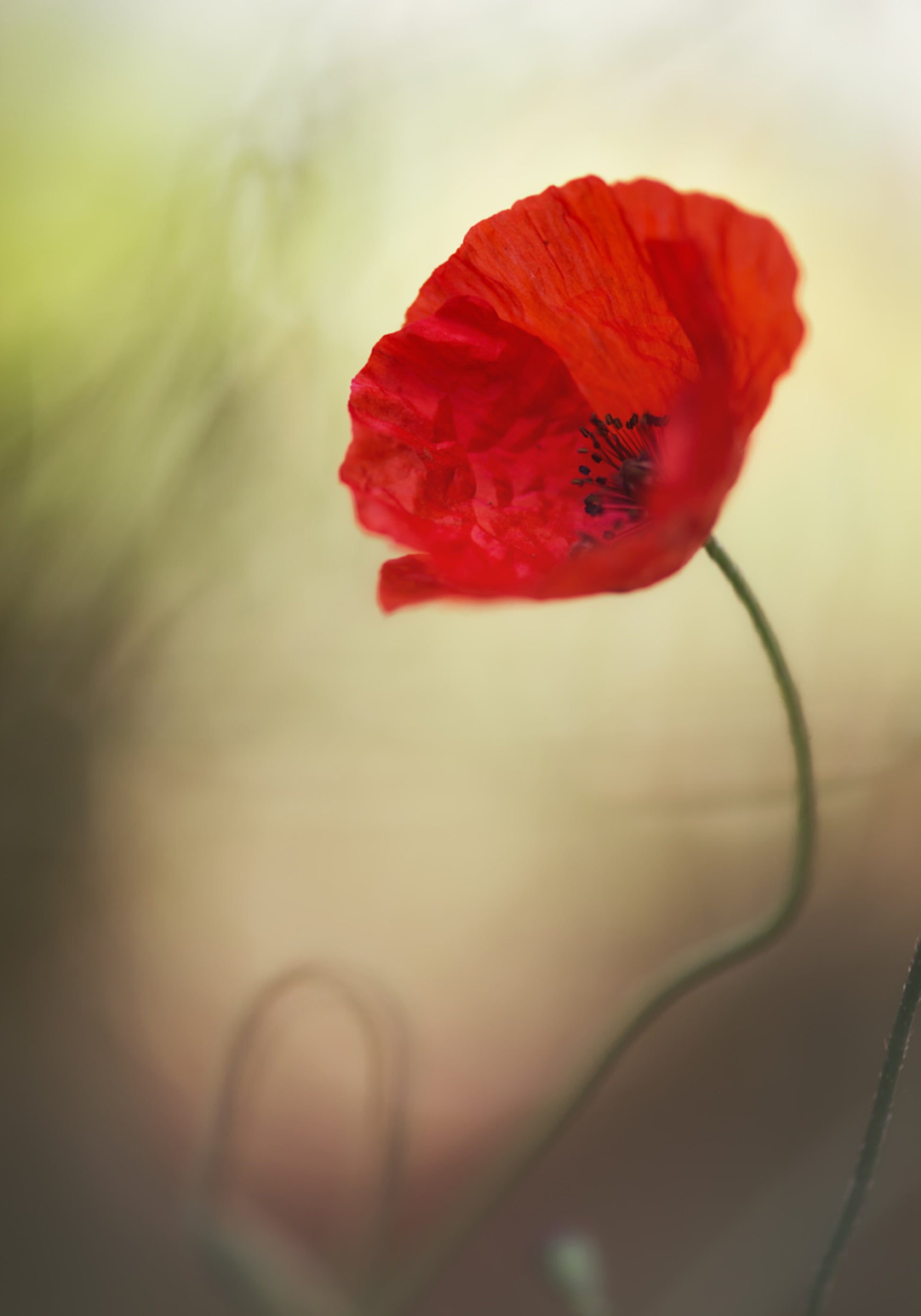 Coquelicot rouge vif
