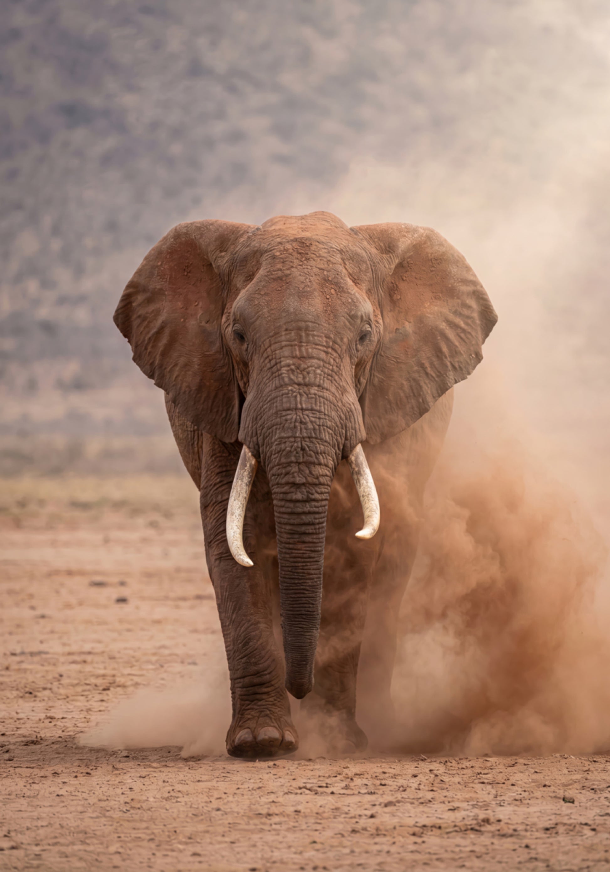 Puissant éléphant poussiéreux
