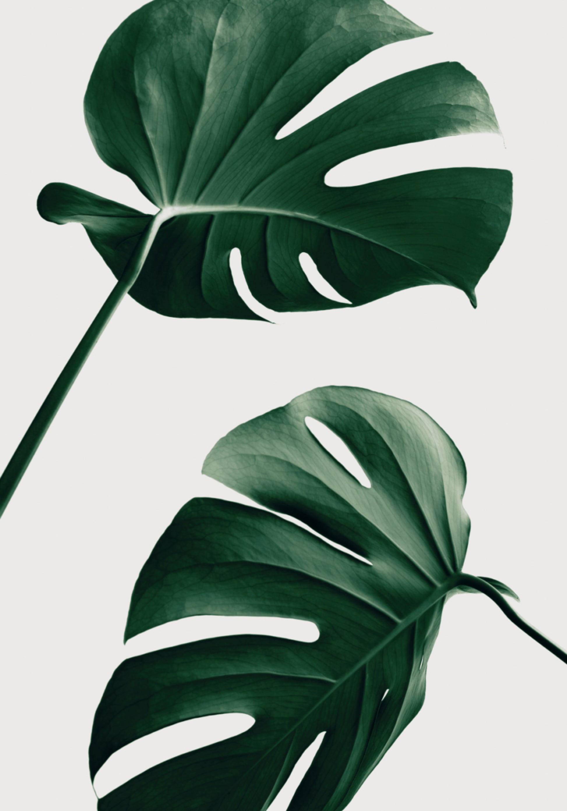 Feuilles de Monstera tropicales