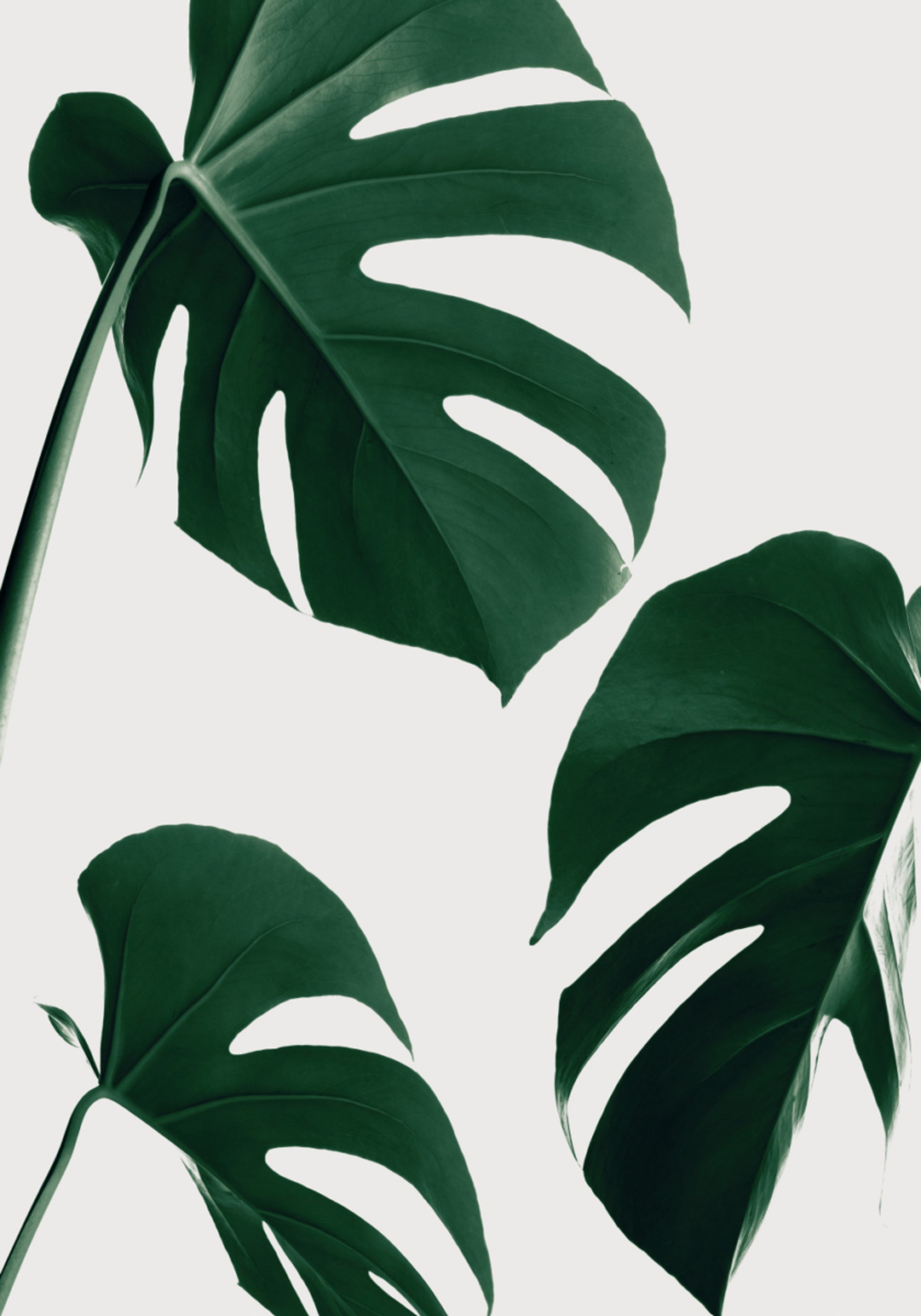 Feuilles de Monstera vertes fraîches