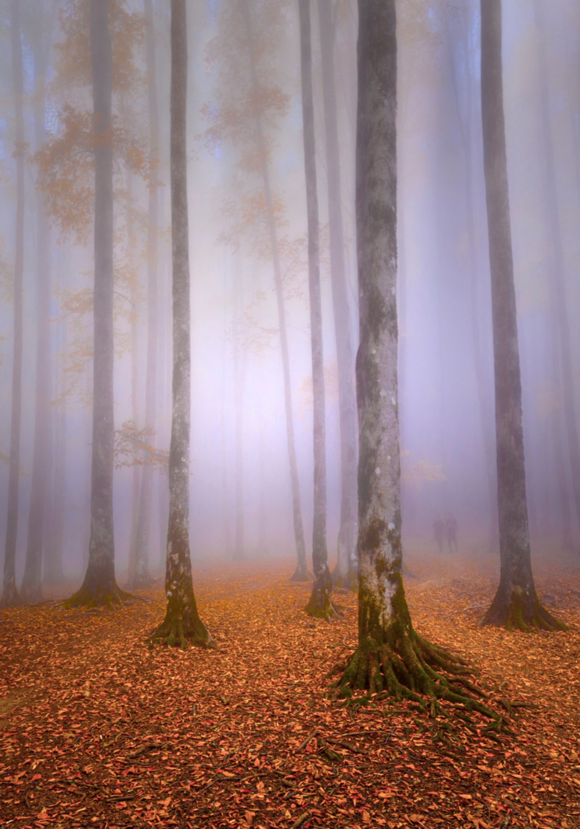 Forêt d'automne brumeuse