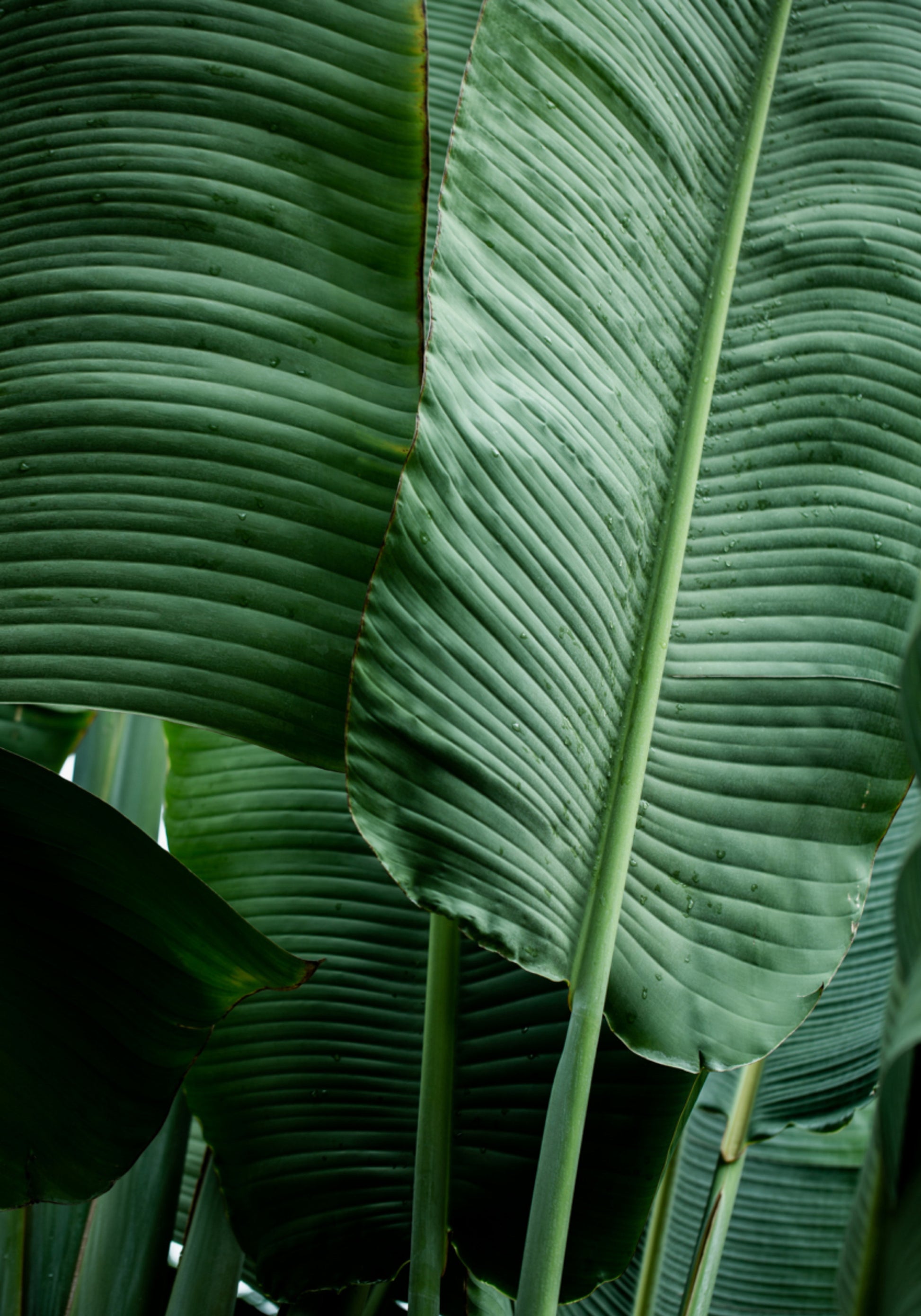 Feuilles 14