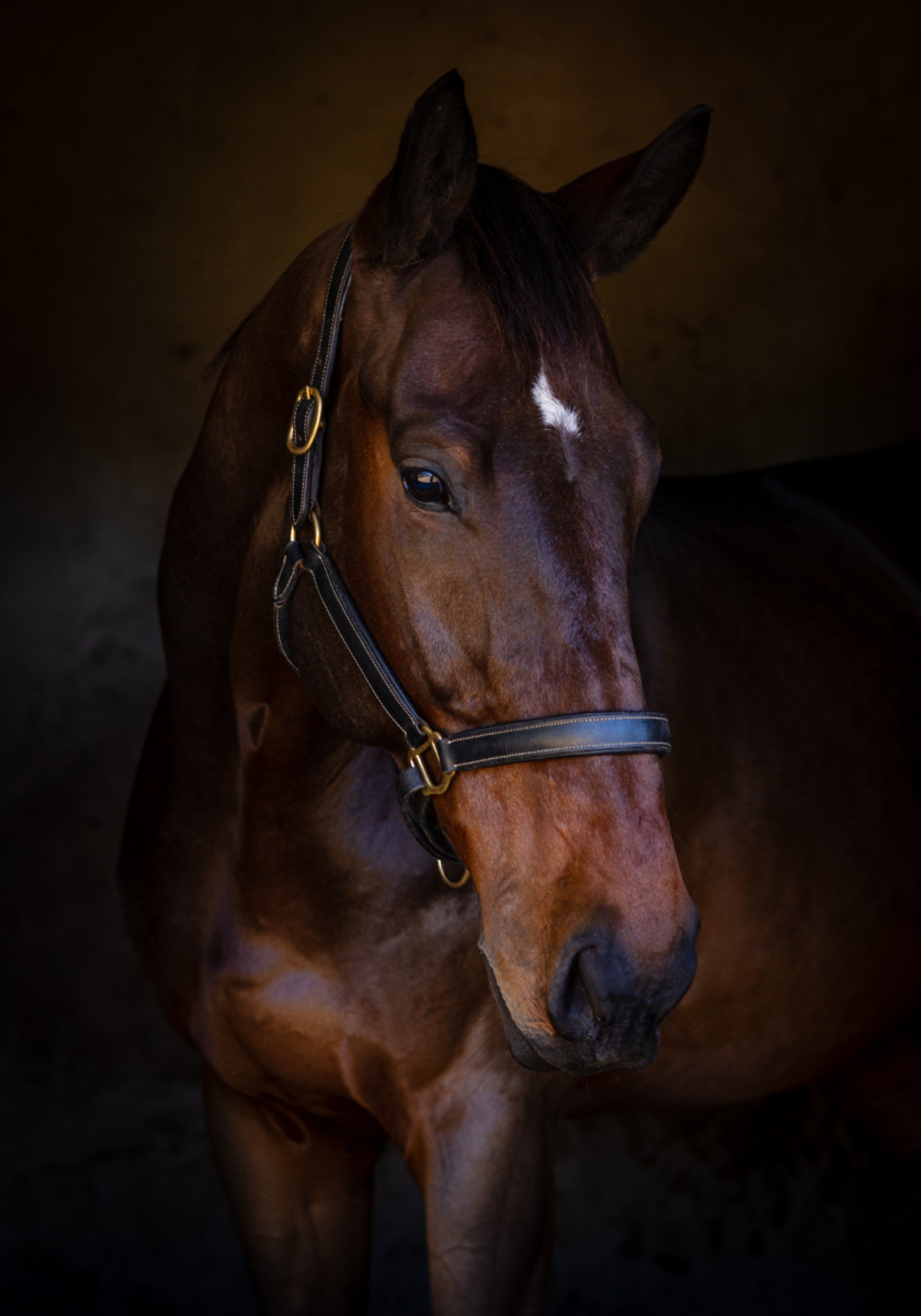 Portrait de cheval majestueux