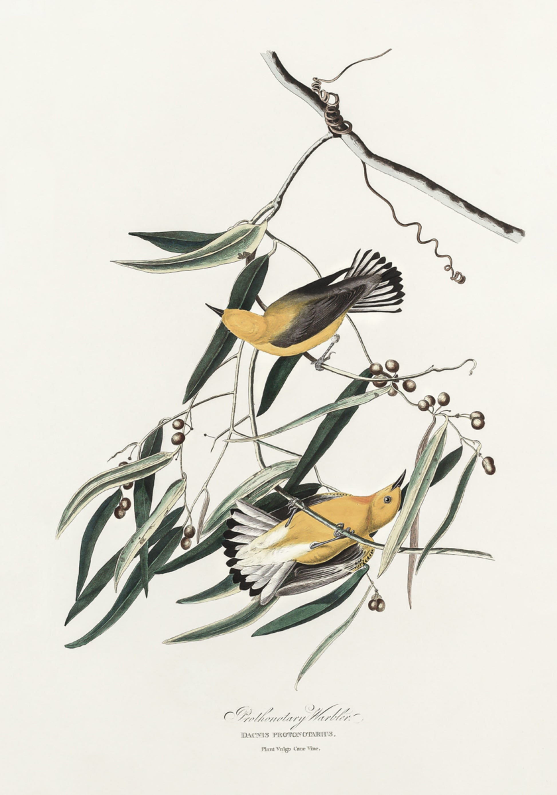 Paruline orangée de Birds of America (1827)