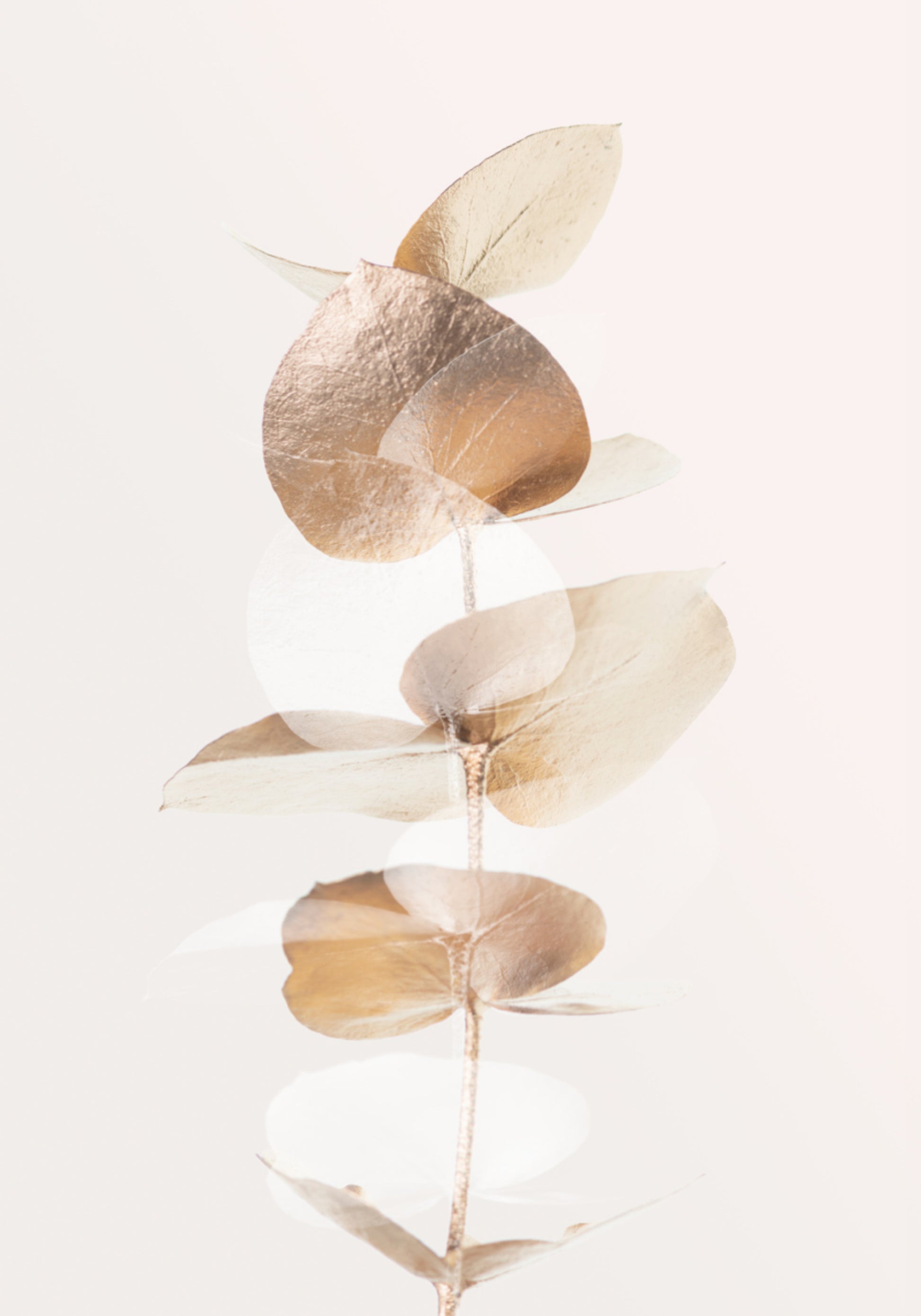 Branche d'eucalyptus doré
