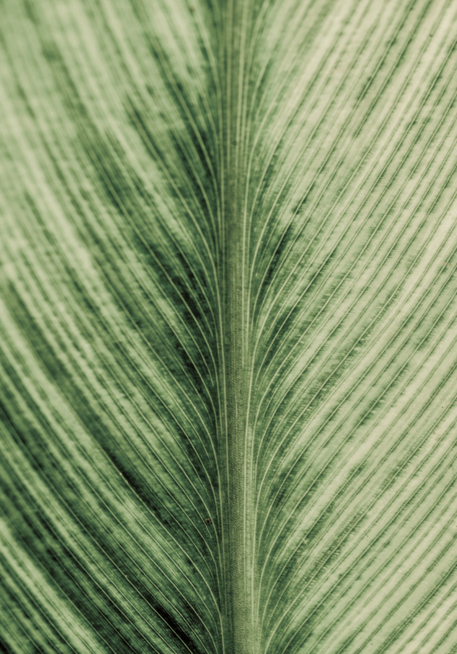 Veines verdoyantes
