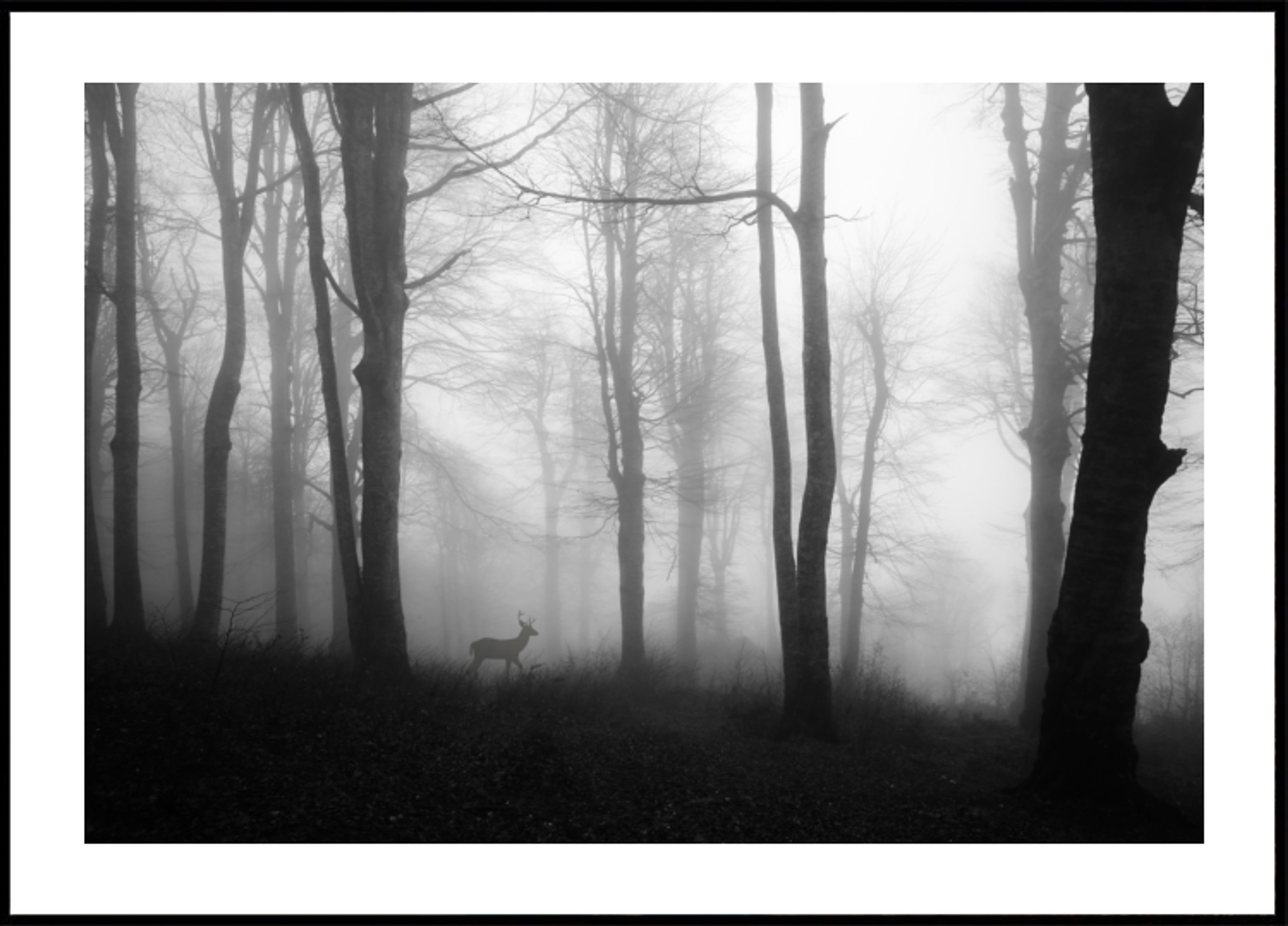 Cerf de la forêt brumeuse